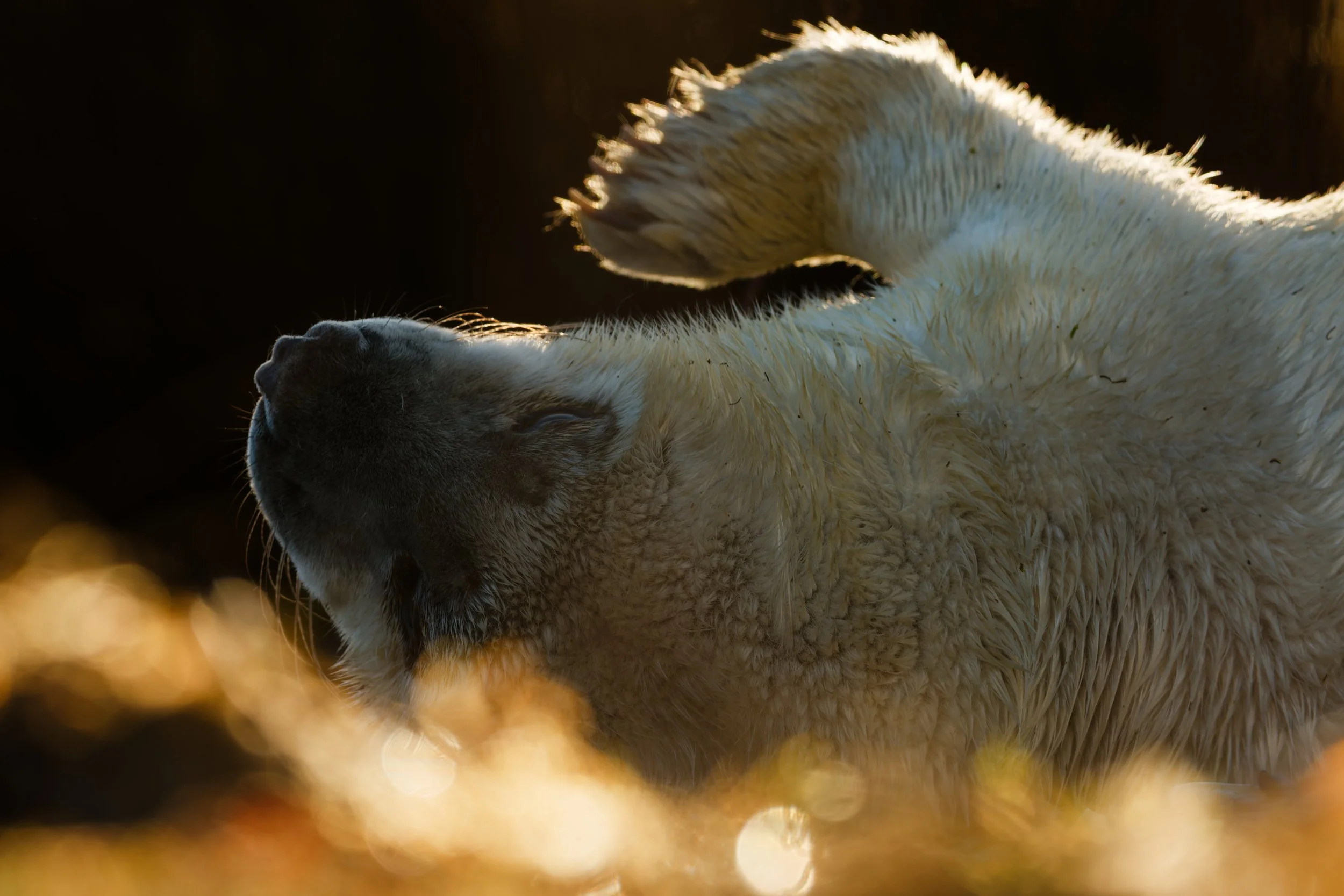 Grey seal pup on Blakeney Point at sunset