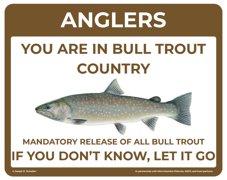 Remember! It is unlawful to target or keep Bull Trout!