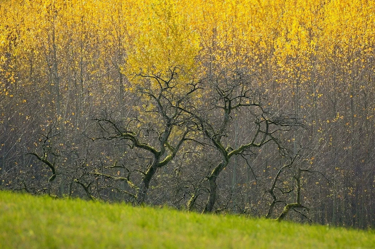 Autumn Qigong Class @ Kismet Collective