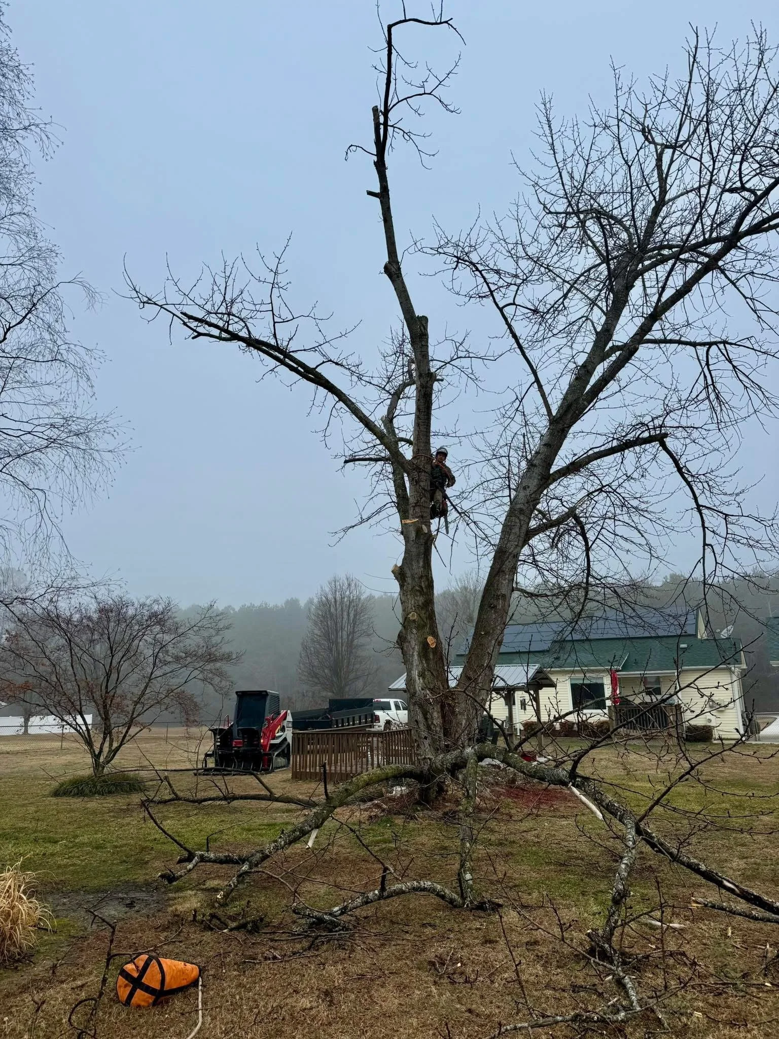 A person in safety gear climbing a tall, leafless tree in a residential area, with tree-cutting equipment and debris on the ground, under a cloudy sky.