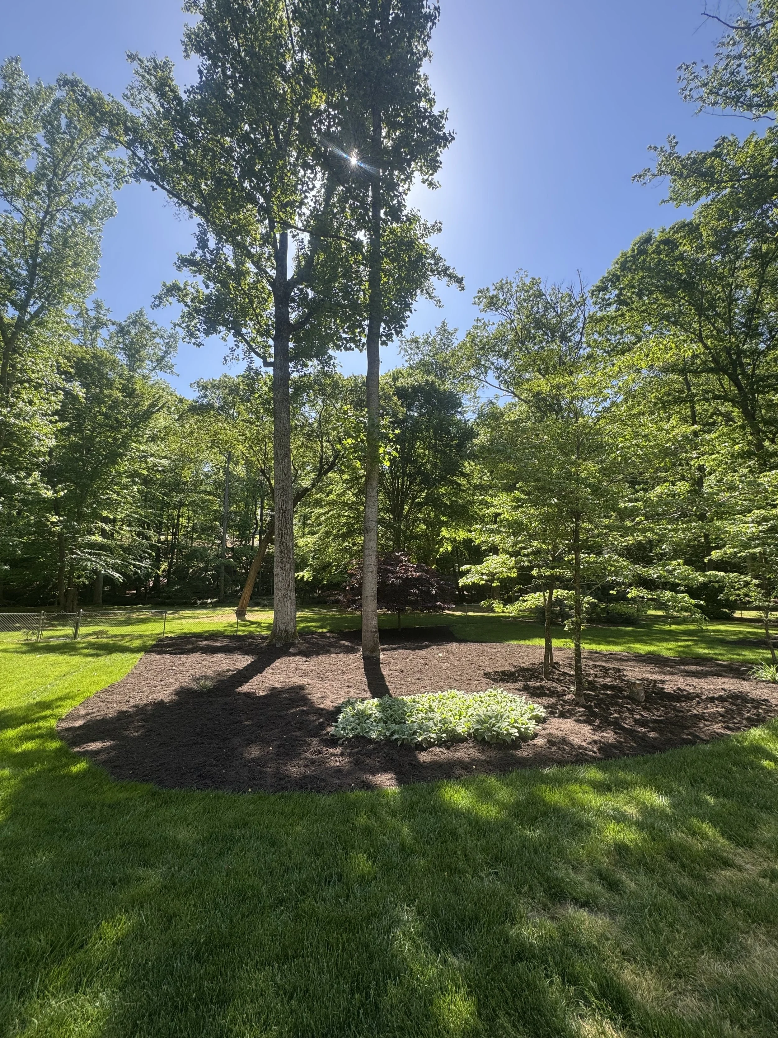 A landscaped backyard with two tall trees in the center, surrounded by smaller trees and bushes, with bright sunlight and clear blue sky.