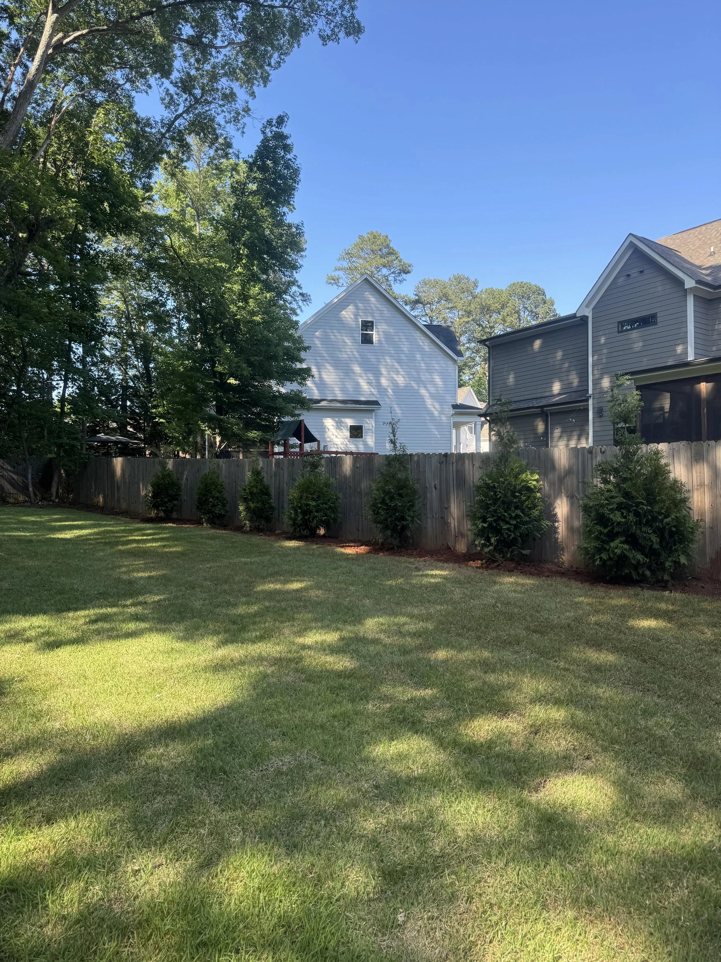 A backyard with a well-maintained lawn, a row of small evergreen trees planted along a wooden fence, and two neighboring houses with trees in the background, under a blue sky.