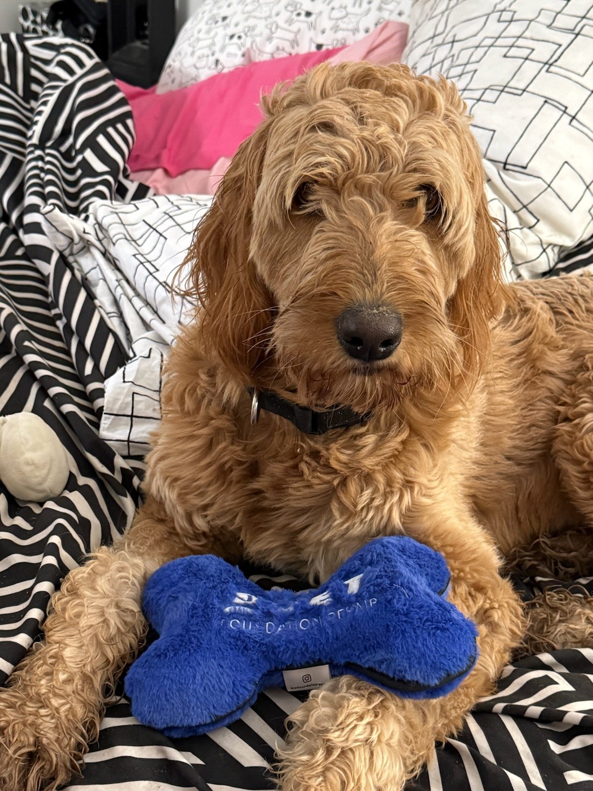 Golden doodle with jet foundation repair dog toy