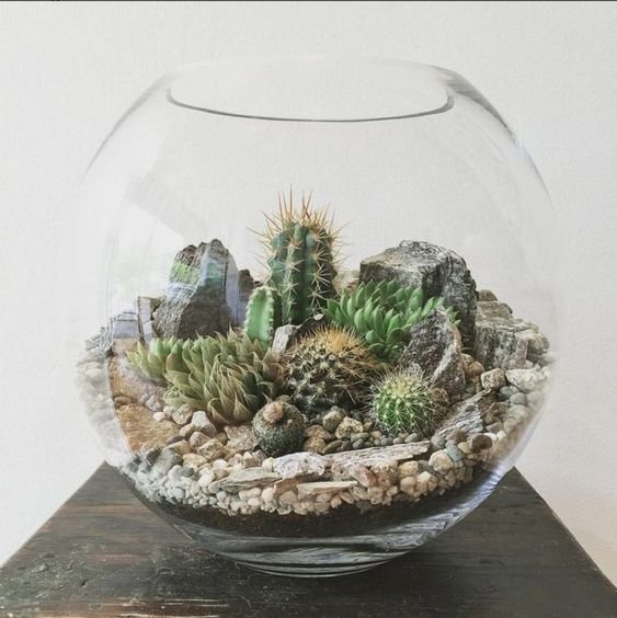 terrarium.jpeg
