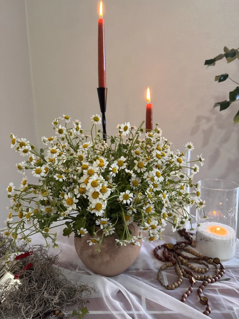 small chamomile 1.jpeg