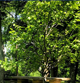 Bean Blossom Creek & Cascades Park