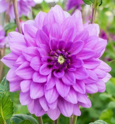Sally's gardens in southwestern Monroe County
