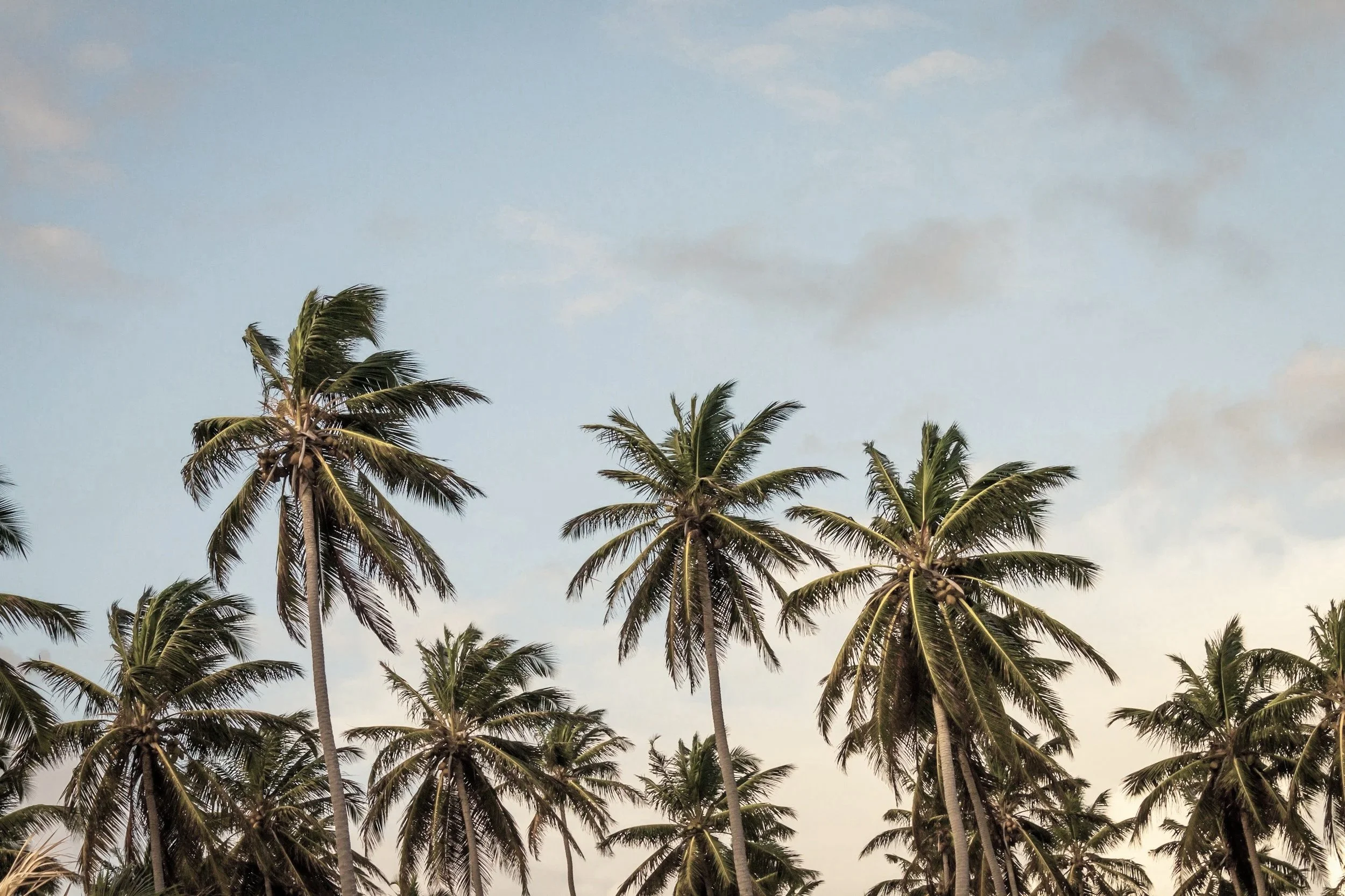 Tall palm trees with green fronds against a partly cloudy sky.