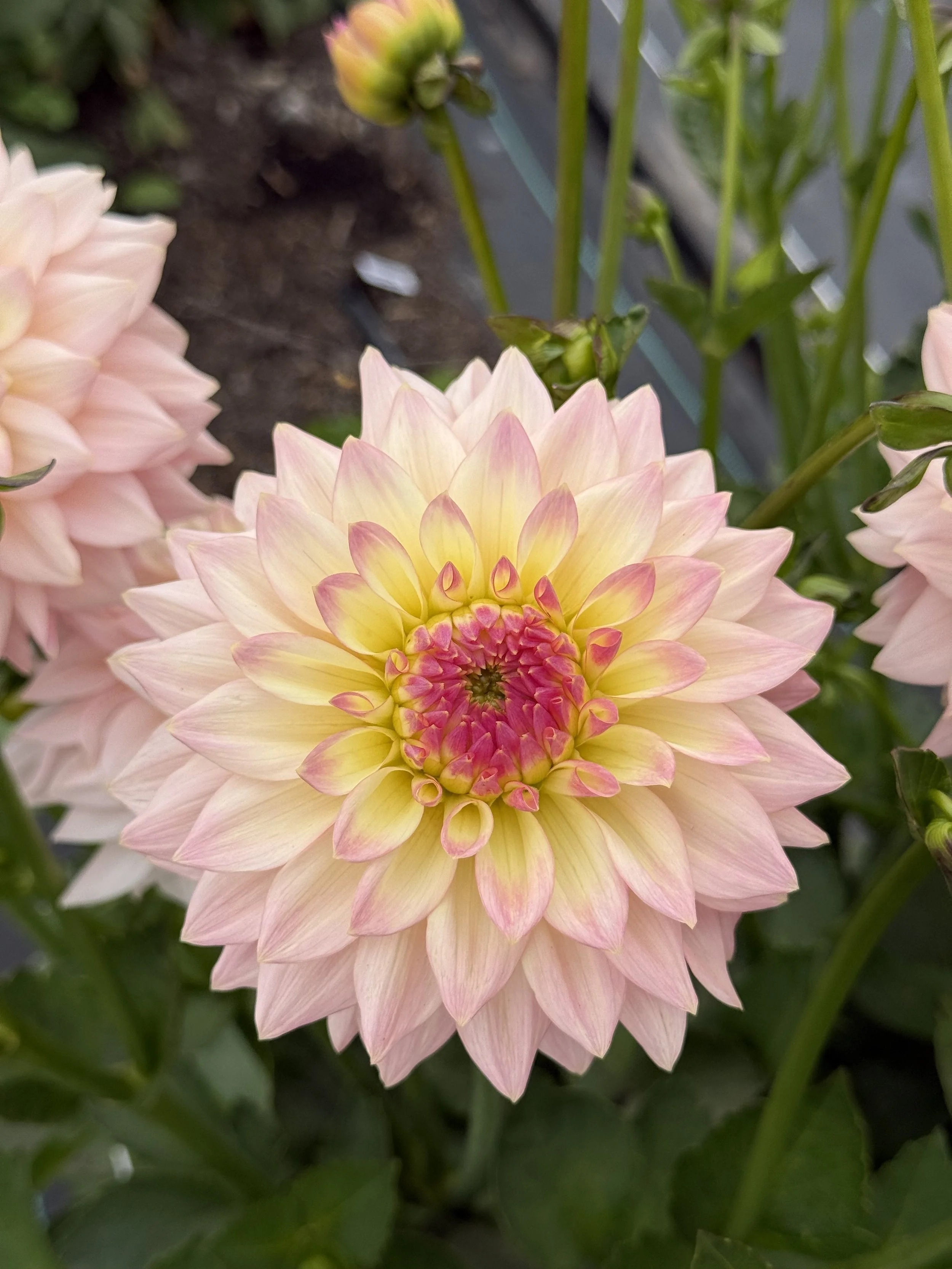 Emilia Vasaryova--LIMIT 1