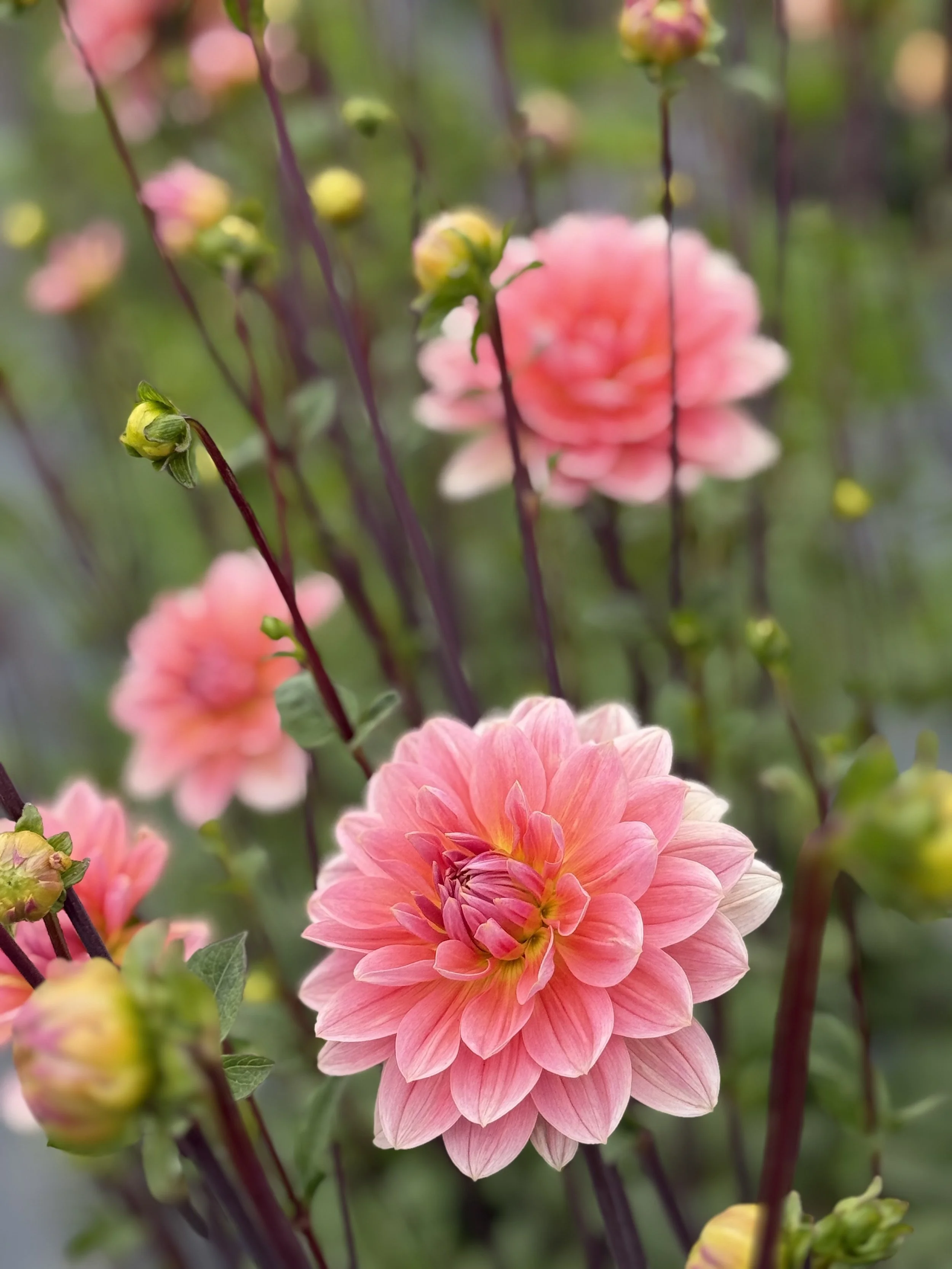 Apricot Desire7.jpeg