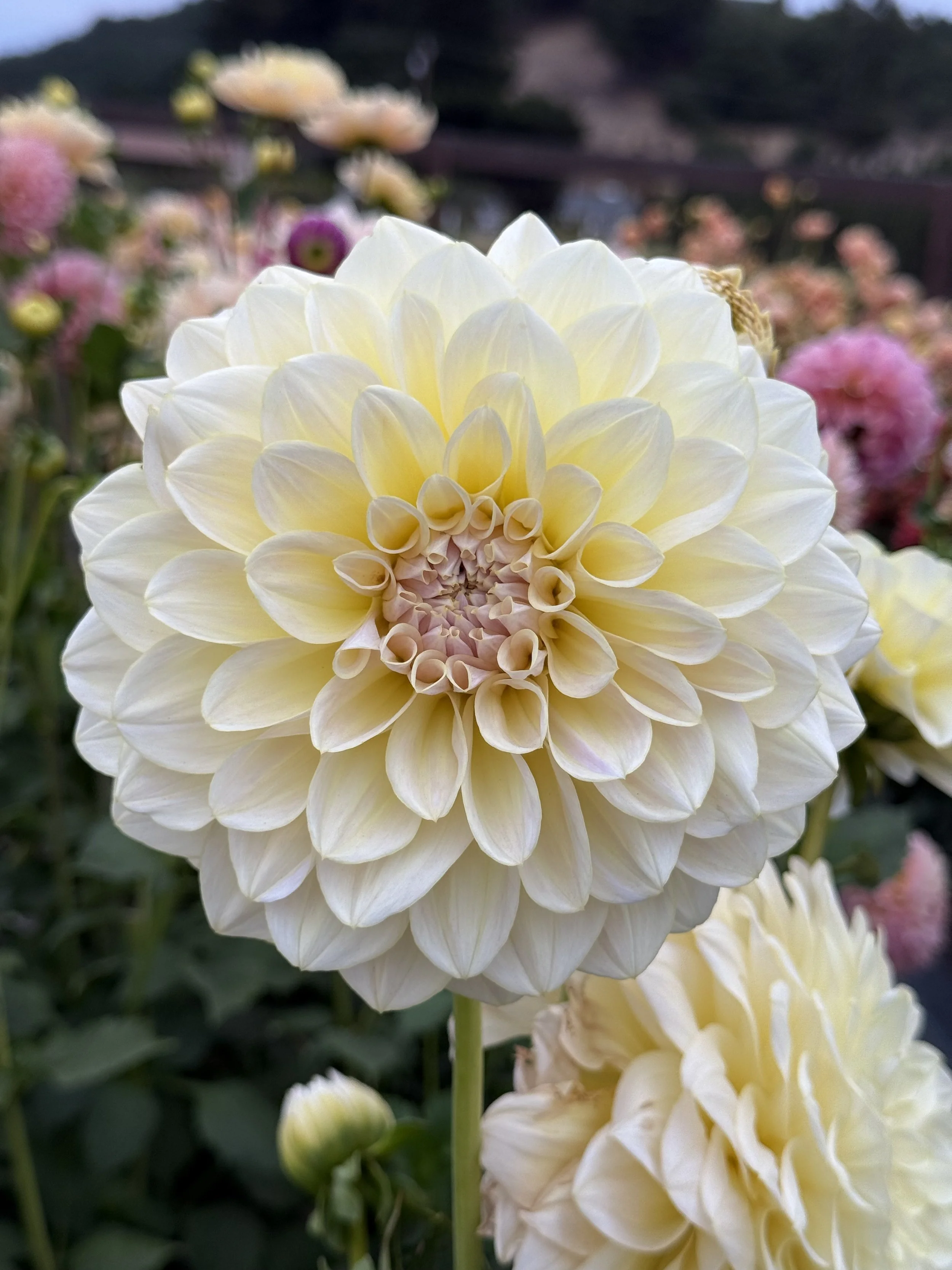 Alloway Cottage--LIMIT 1