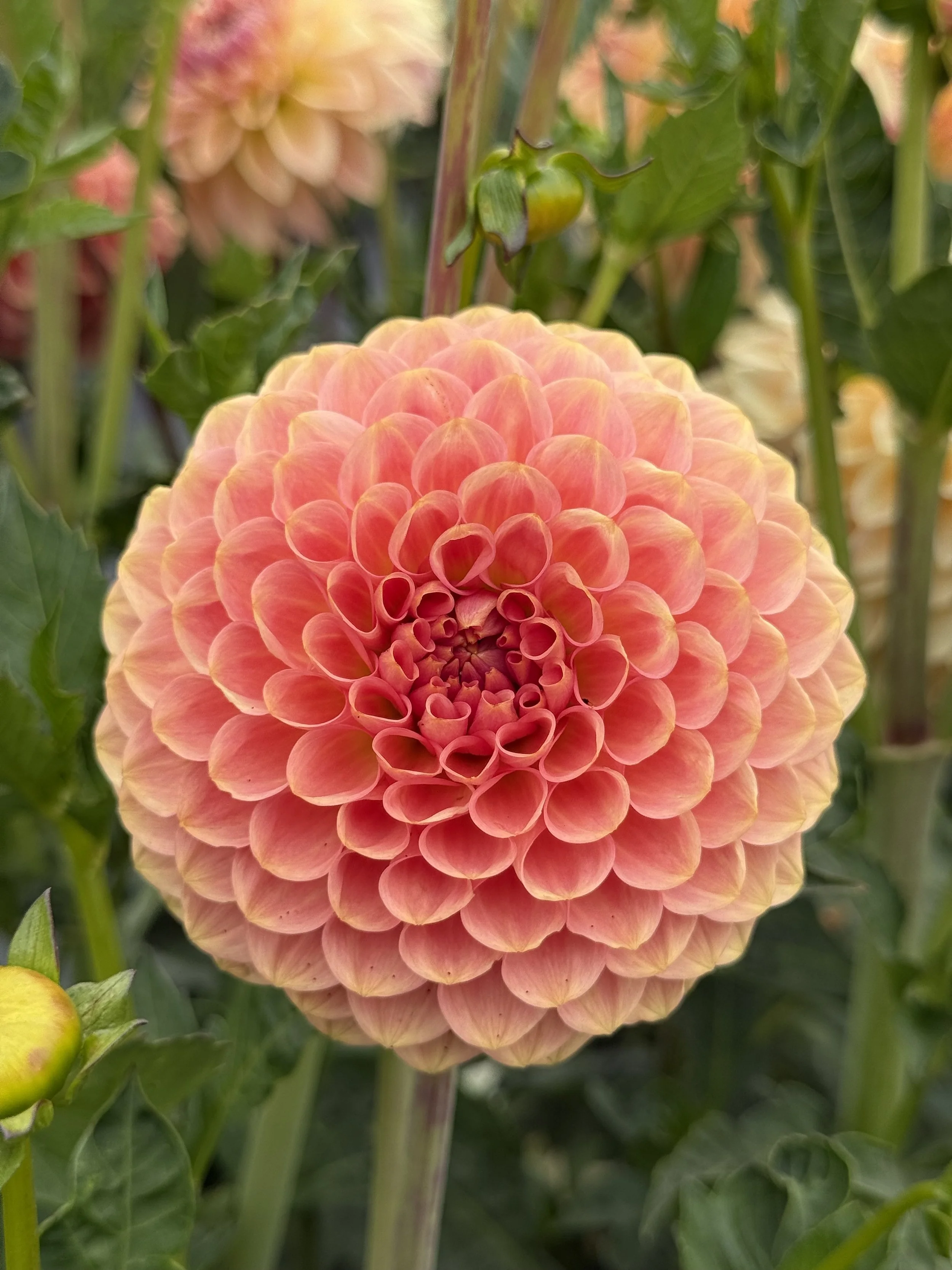 20th Ave Softer Peach