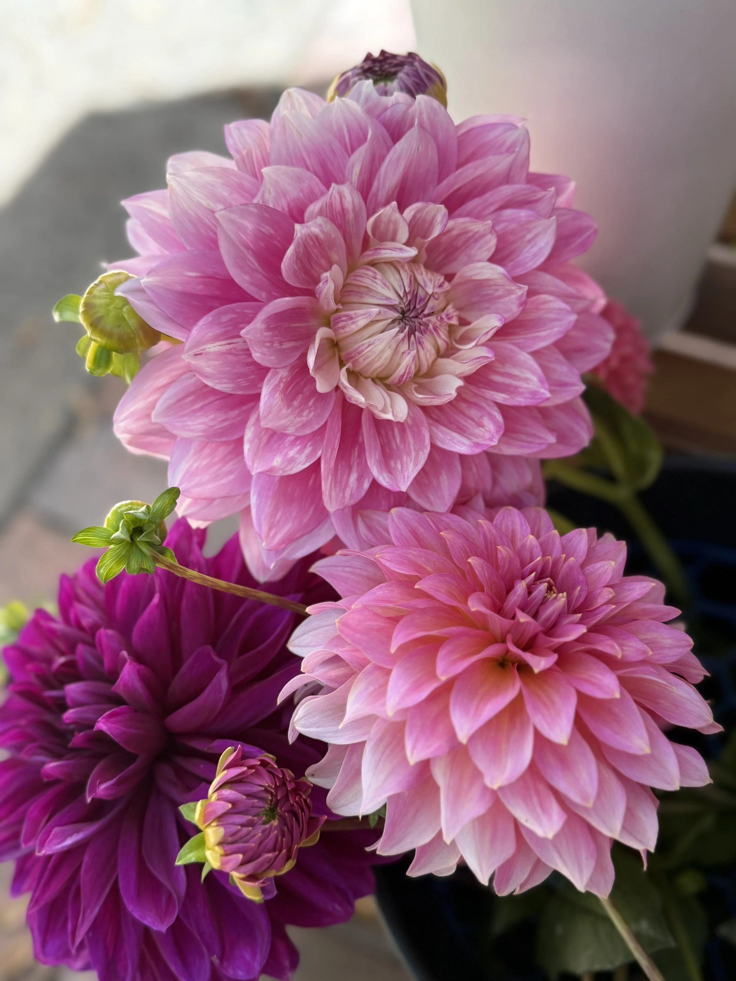 Hapet Paper Moon2.jpeg