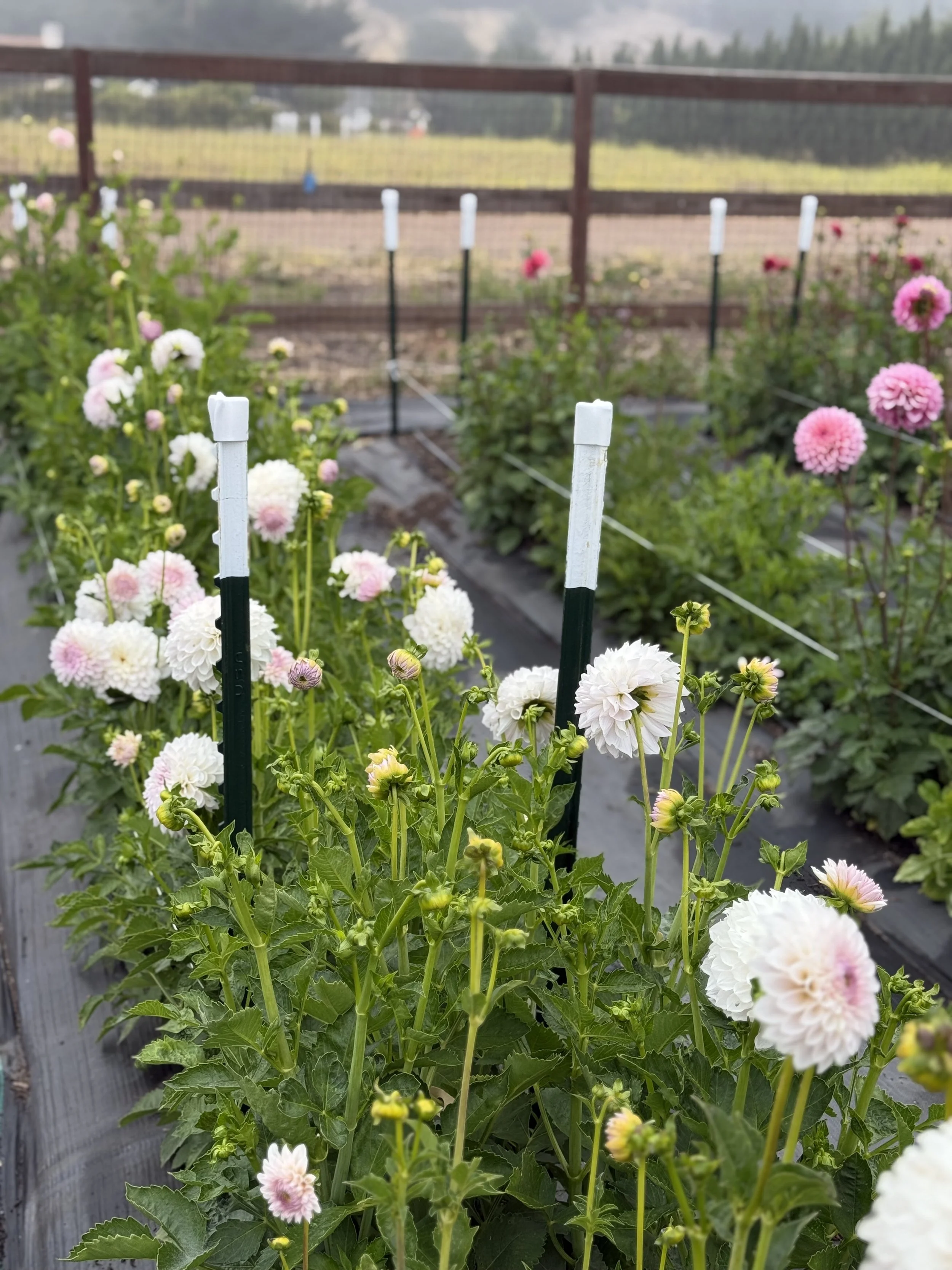 Lakeview Premier.jpeg