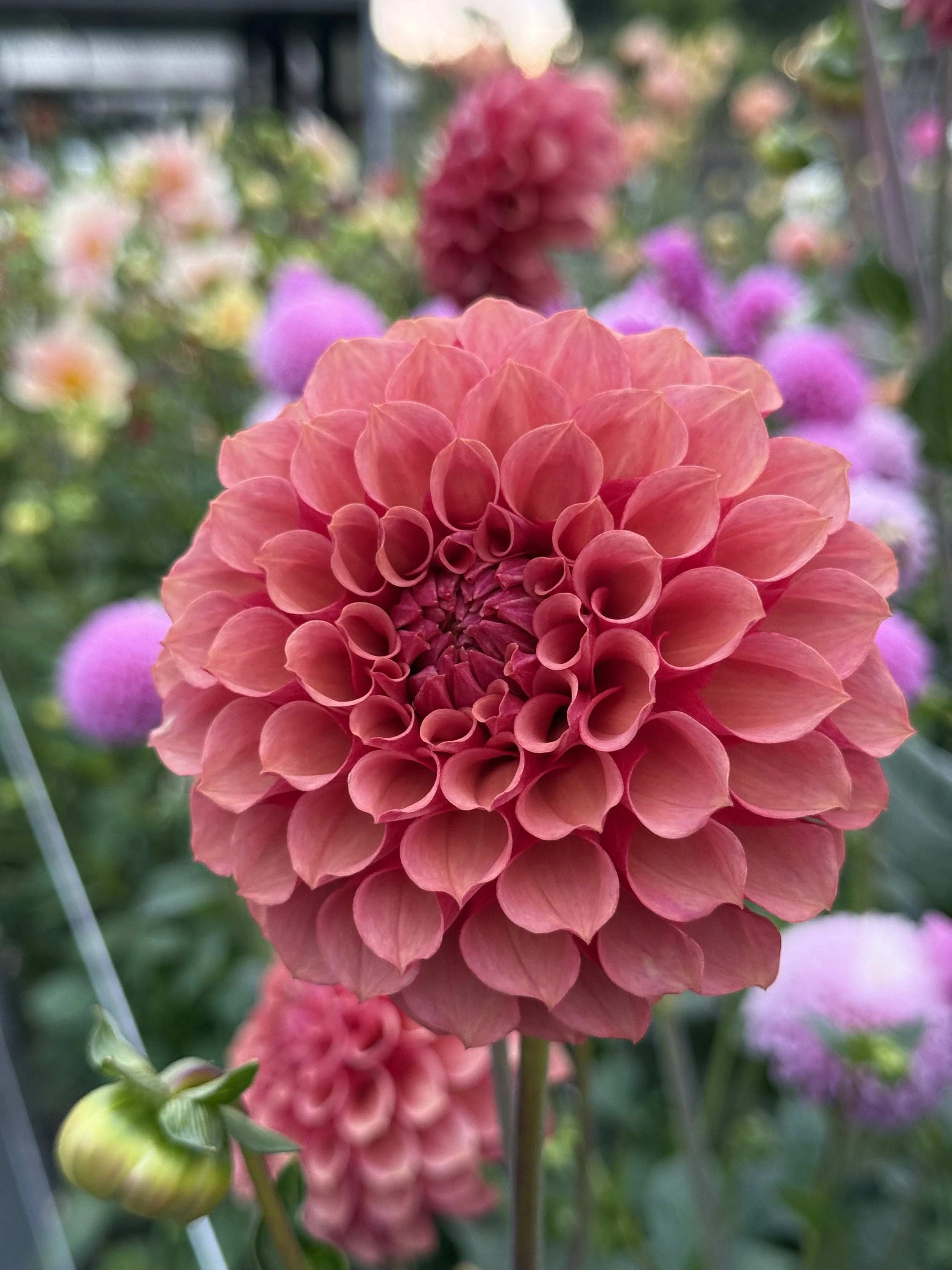 Burfoot Desert Rose--LIMIT 1