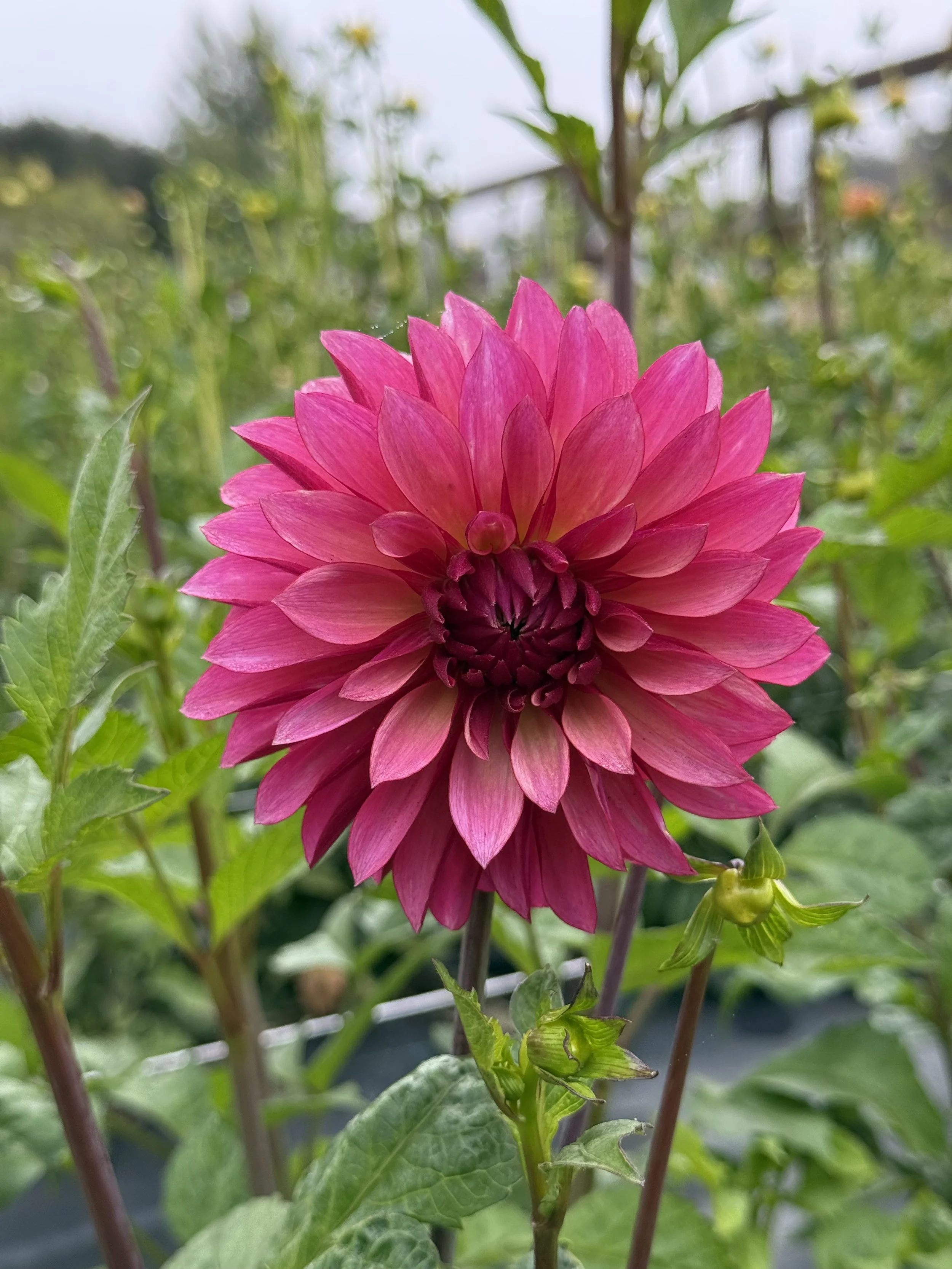 Stillwater Becky3.jpeg