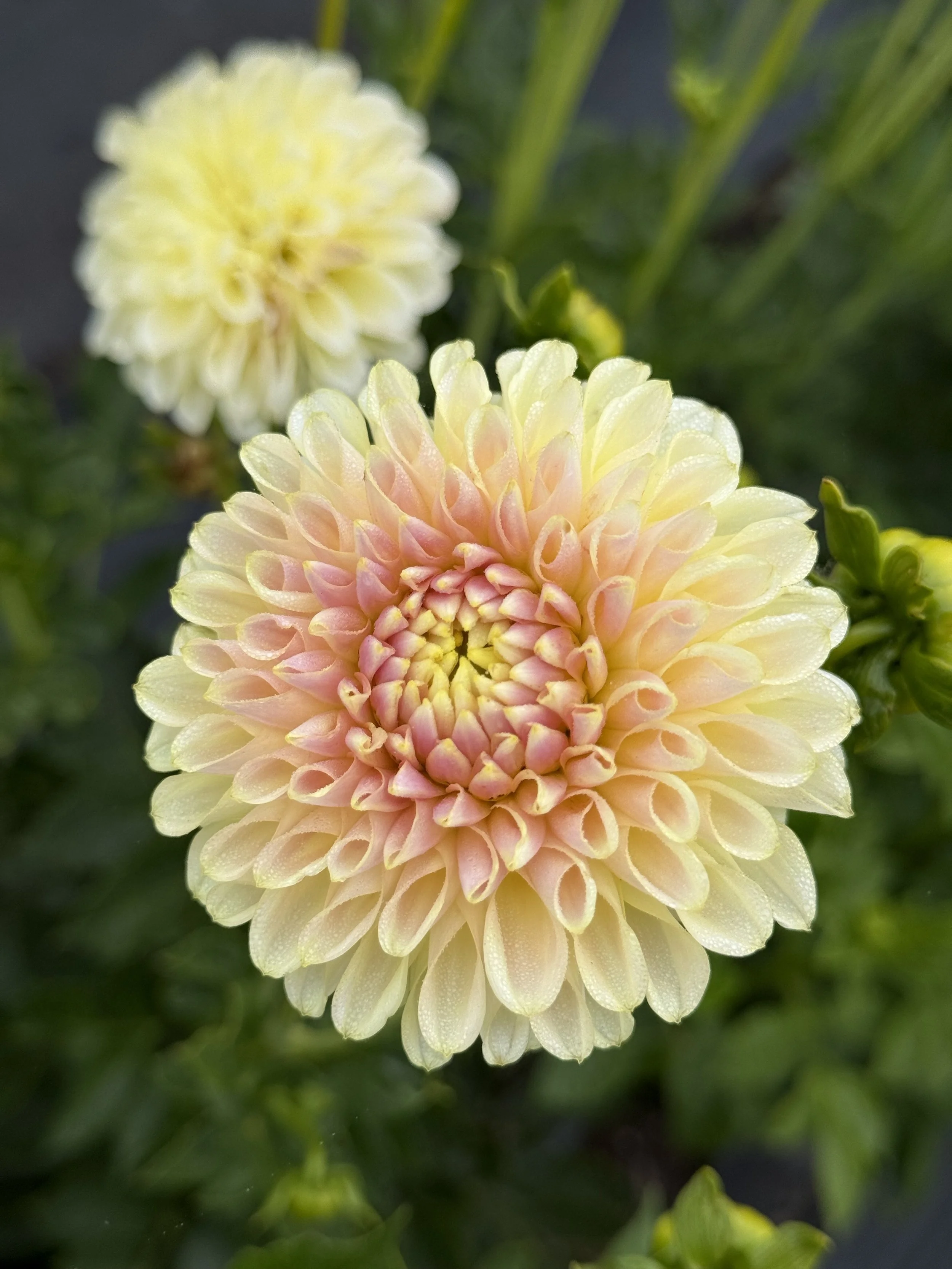 Skipley Moonglow.jpeg