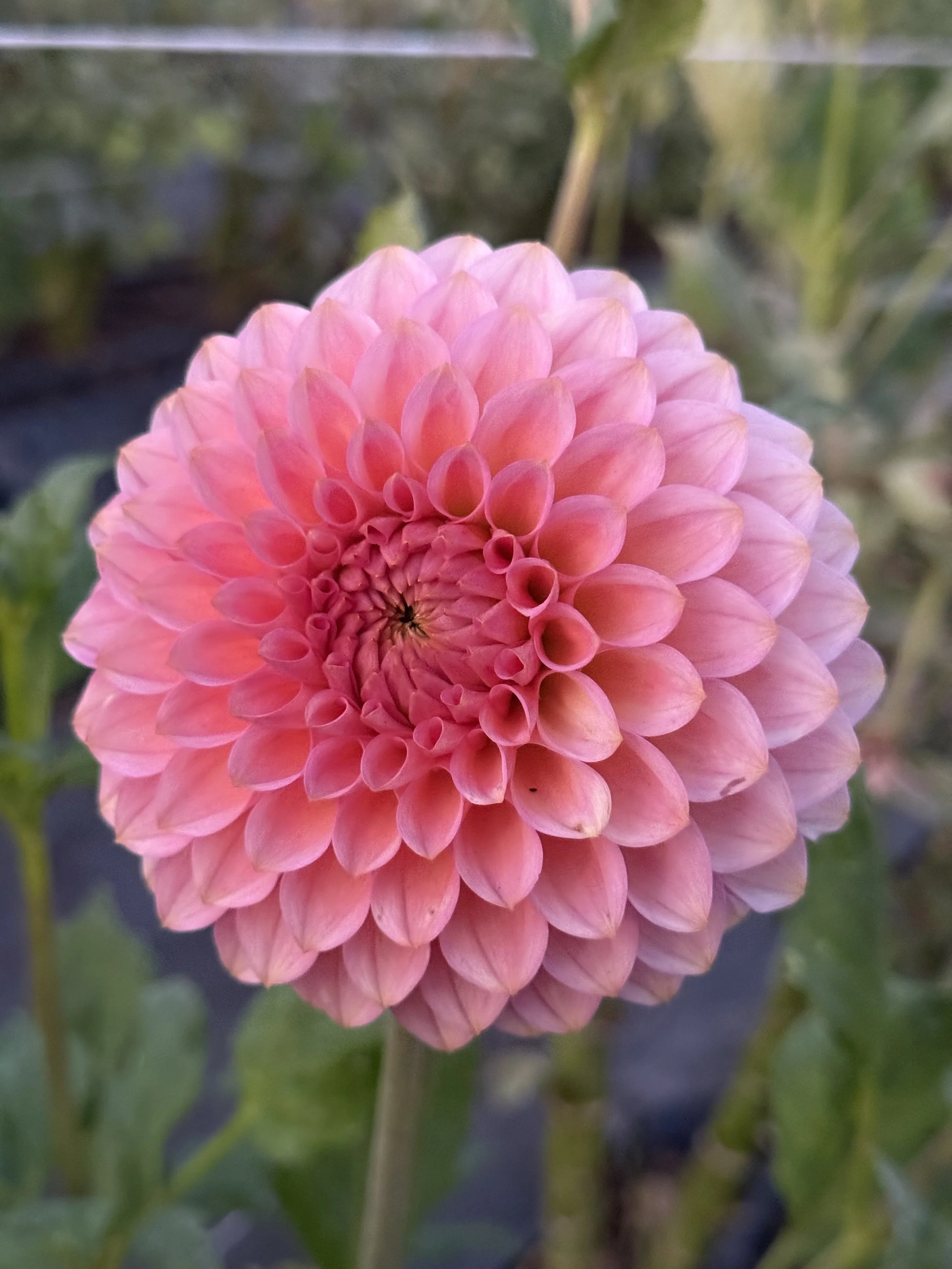 20th Pink Cloud.jpeg