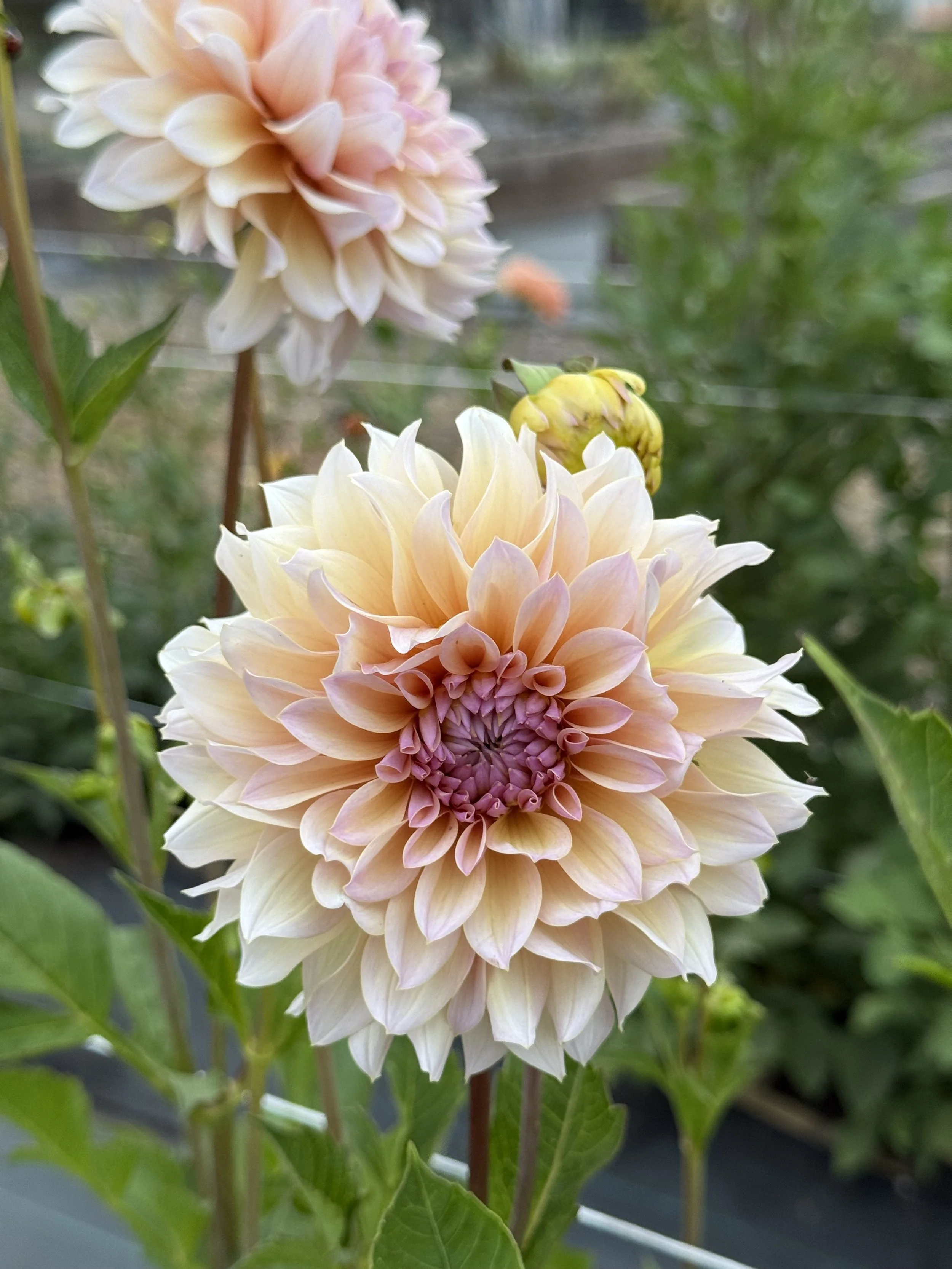 DL's The Special--LIMIT 1