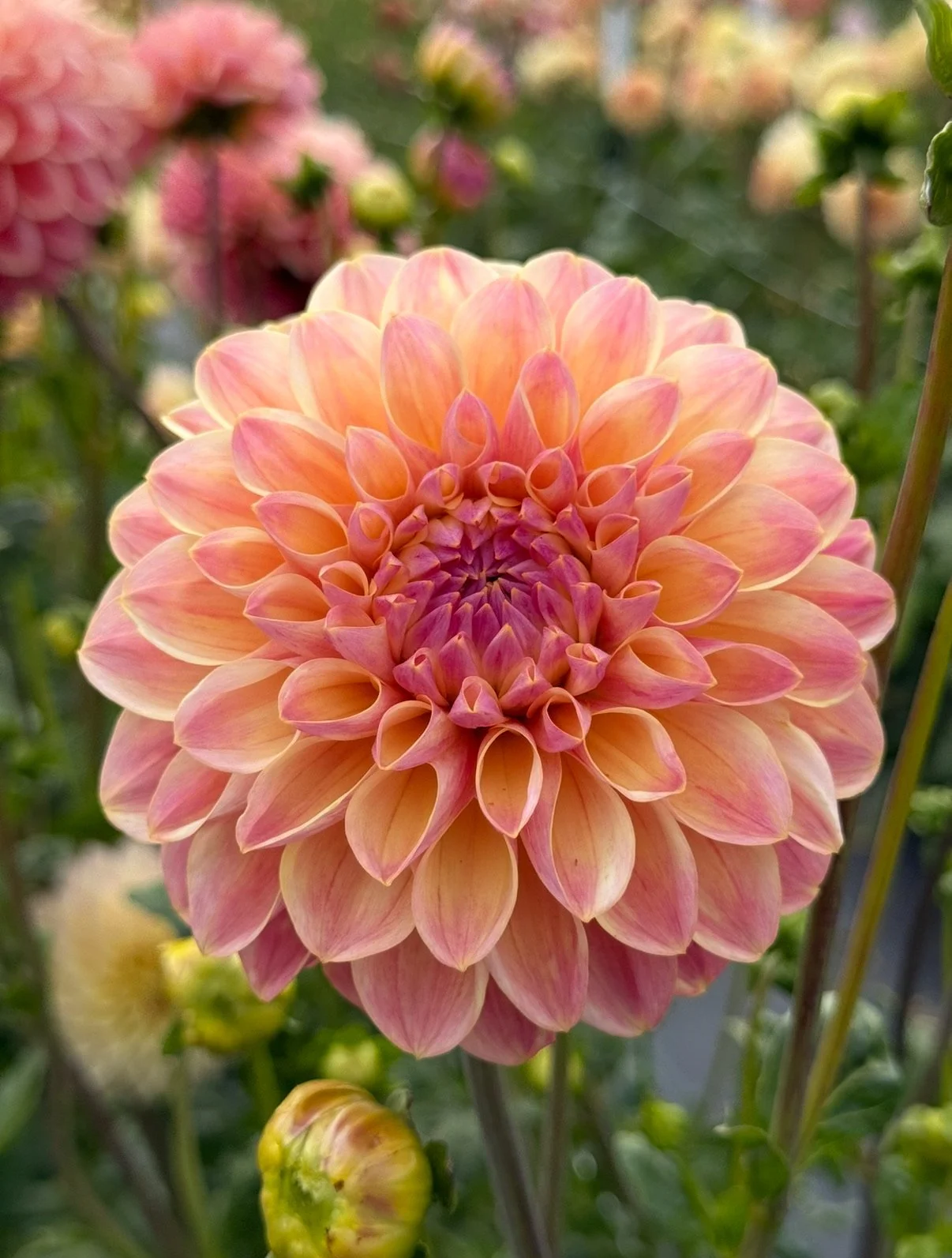 Hapet Pastel--LIMIT 1