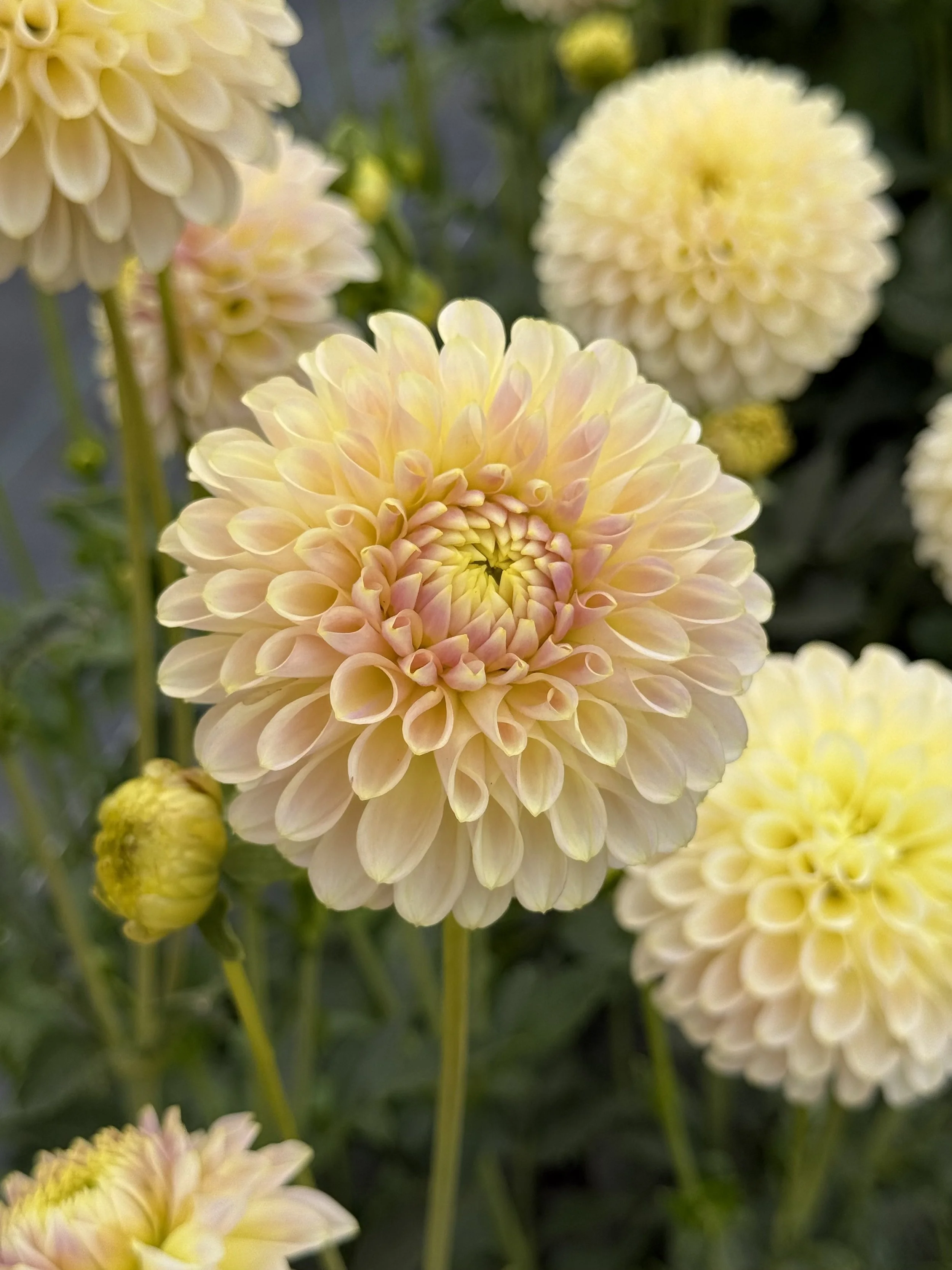 Skipley Moonglow2.jpeg