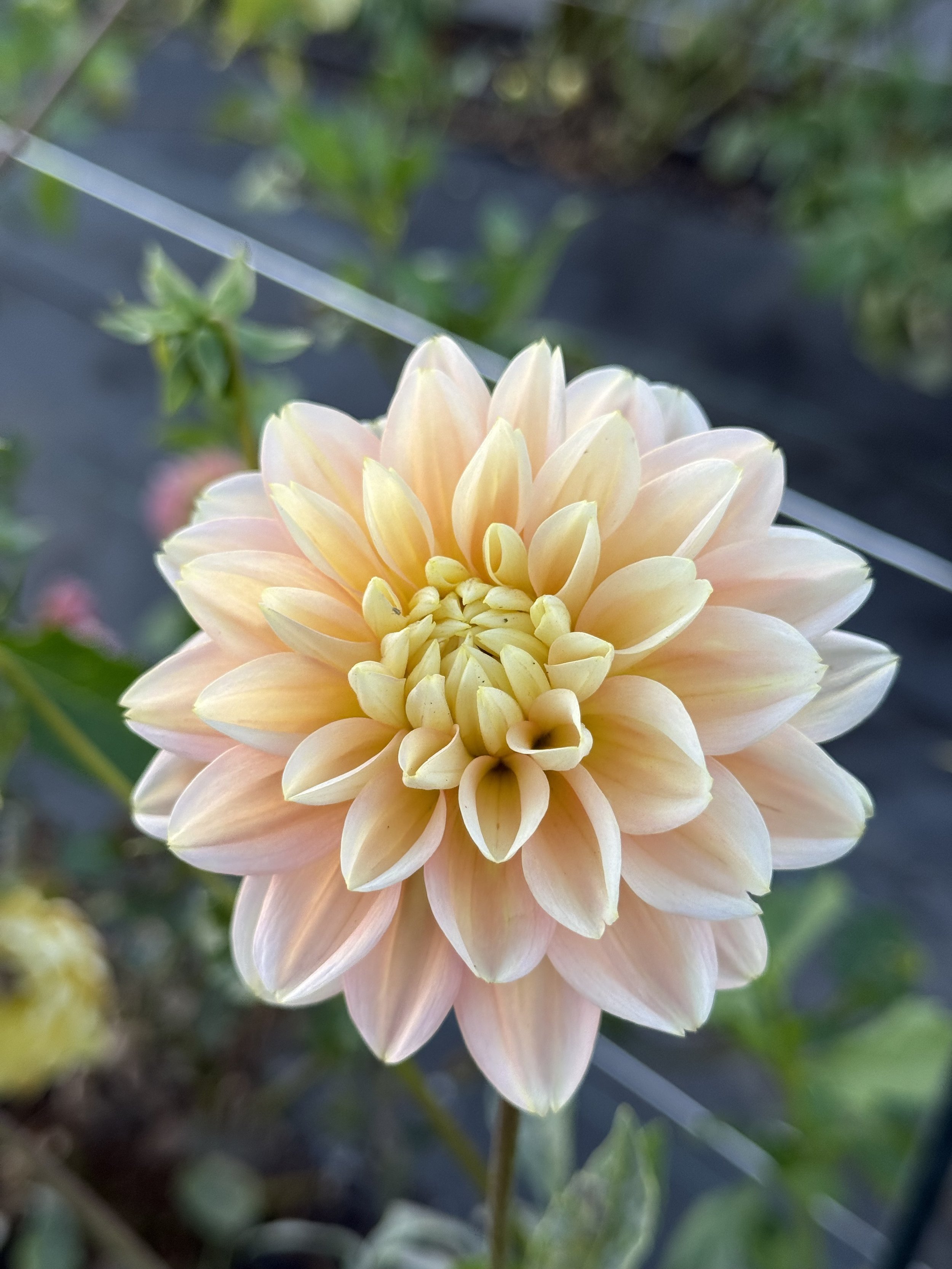 Verkist Tranquility 2.jpeg