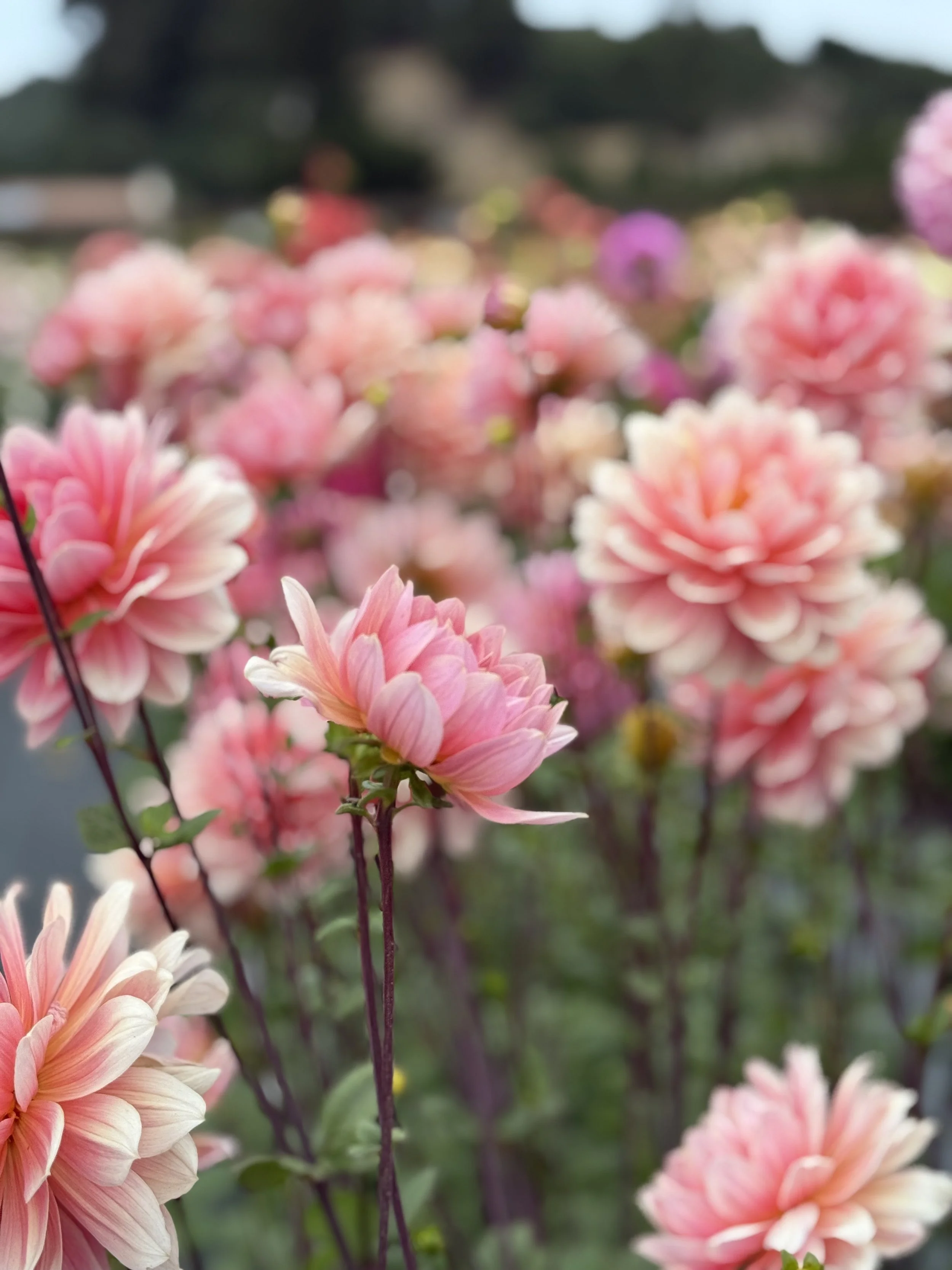 Apricot Desire 6.jpeg