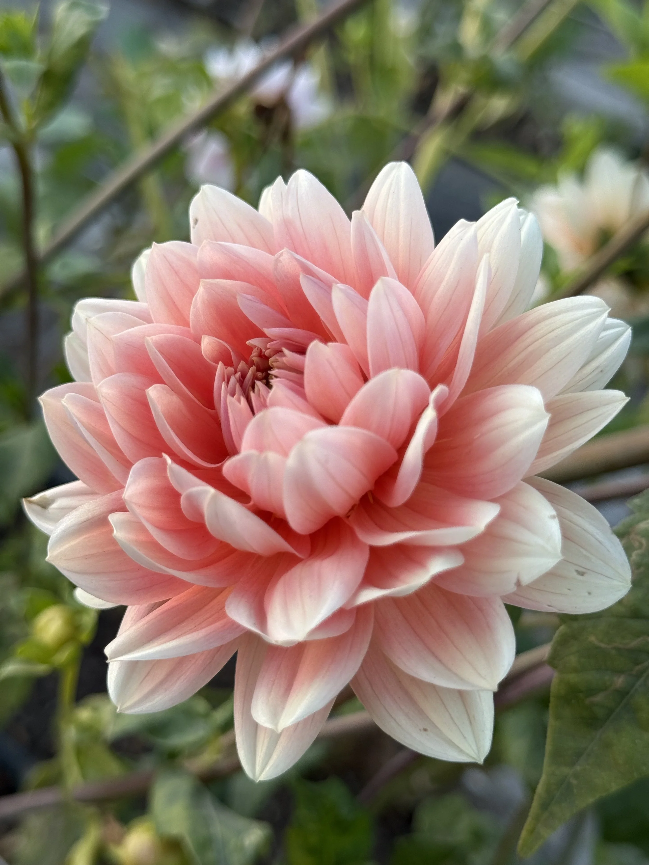 Carolina Wagemans--LIMIT 1