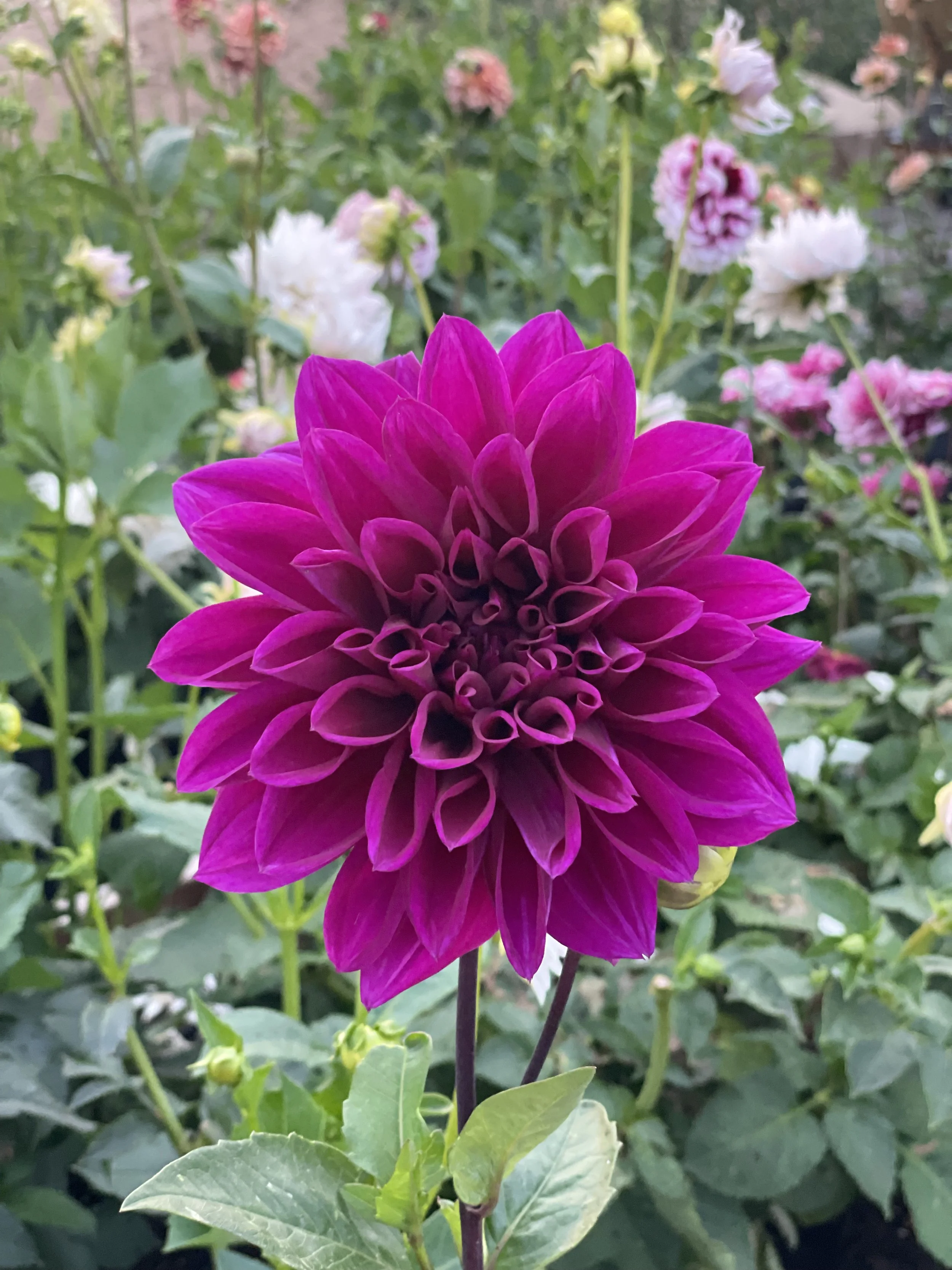 Thomas Edison 3.jpeg