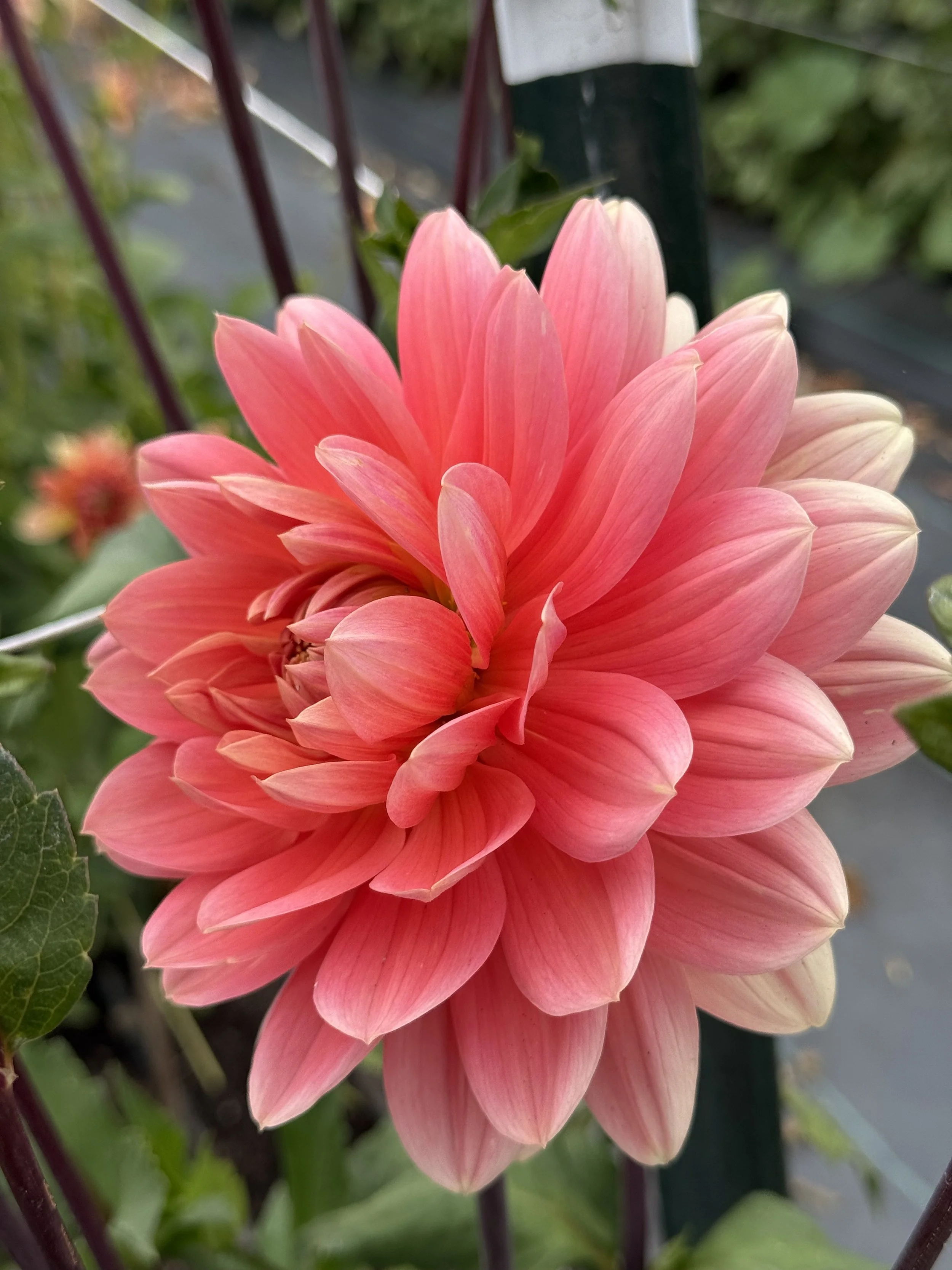 Carolina Wagemans.jpeg