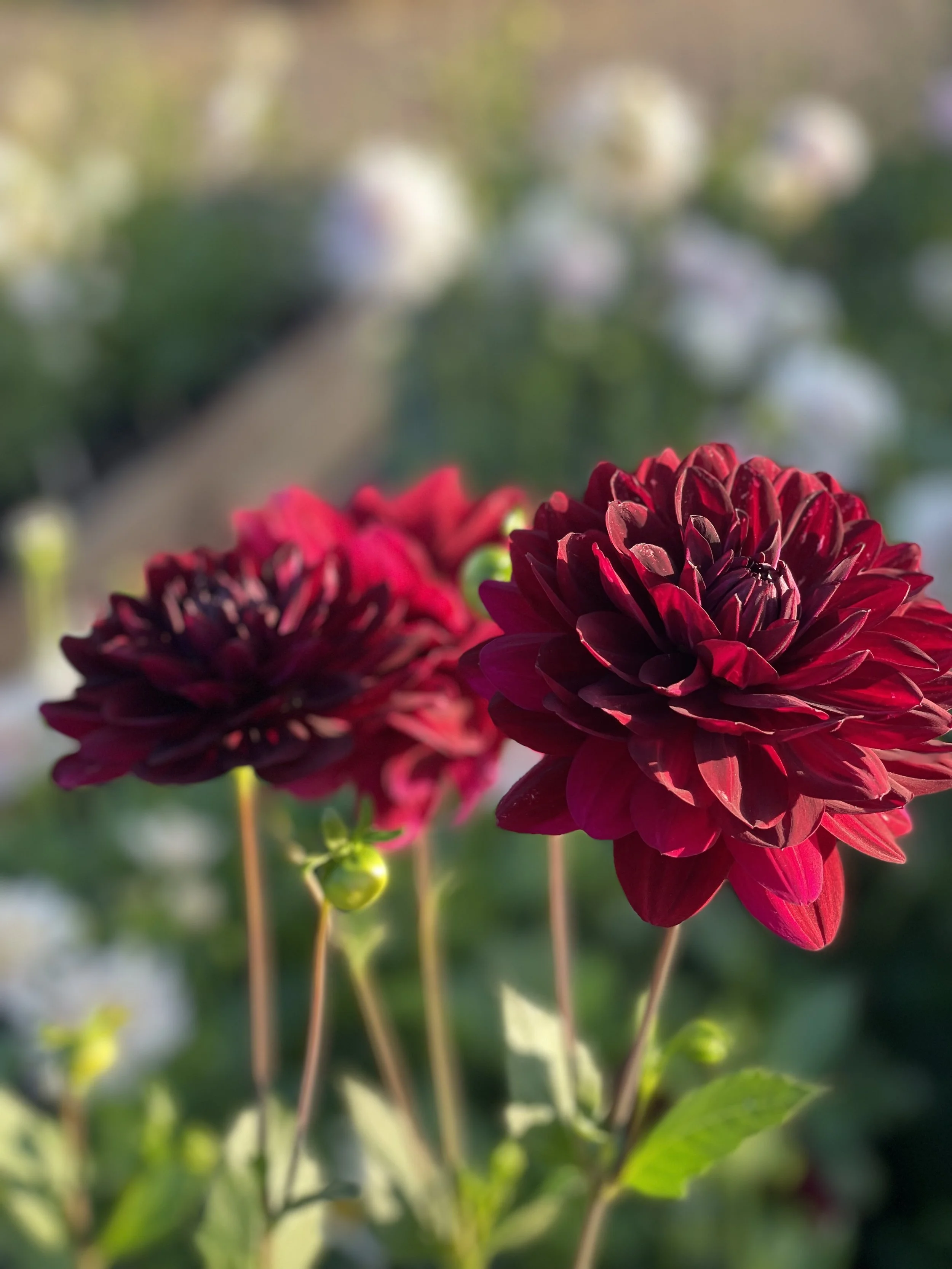 HH Black Widow 2.jpeg