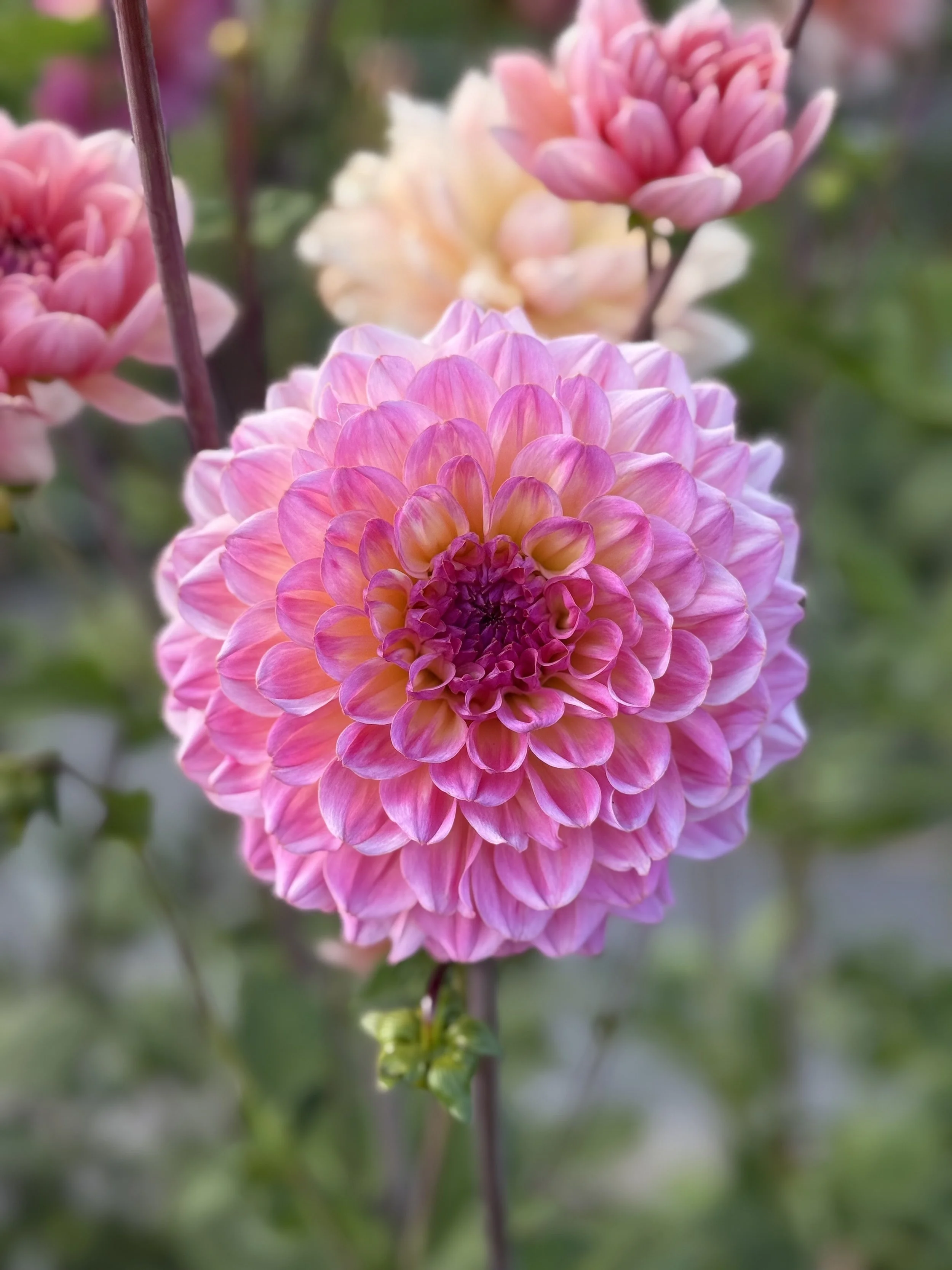 Hapet Primrose 3.jpeg