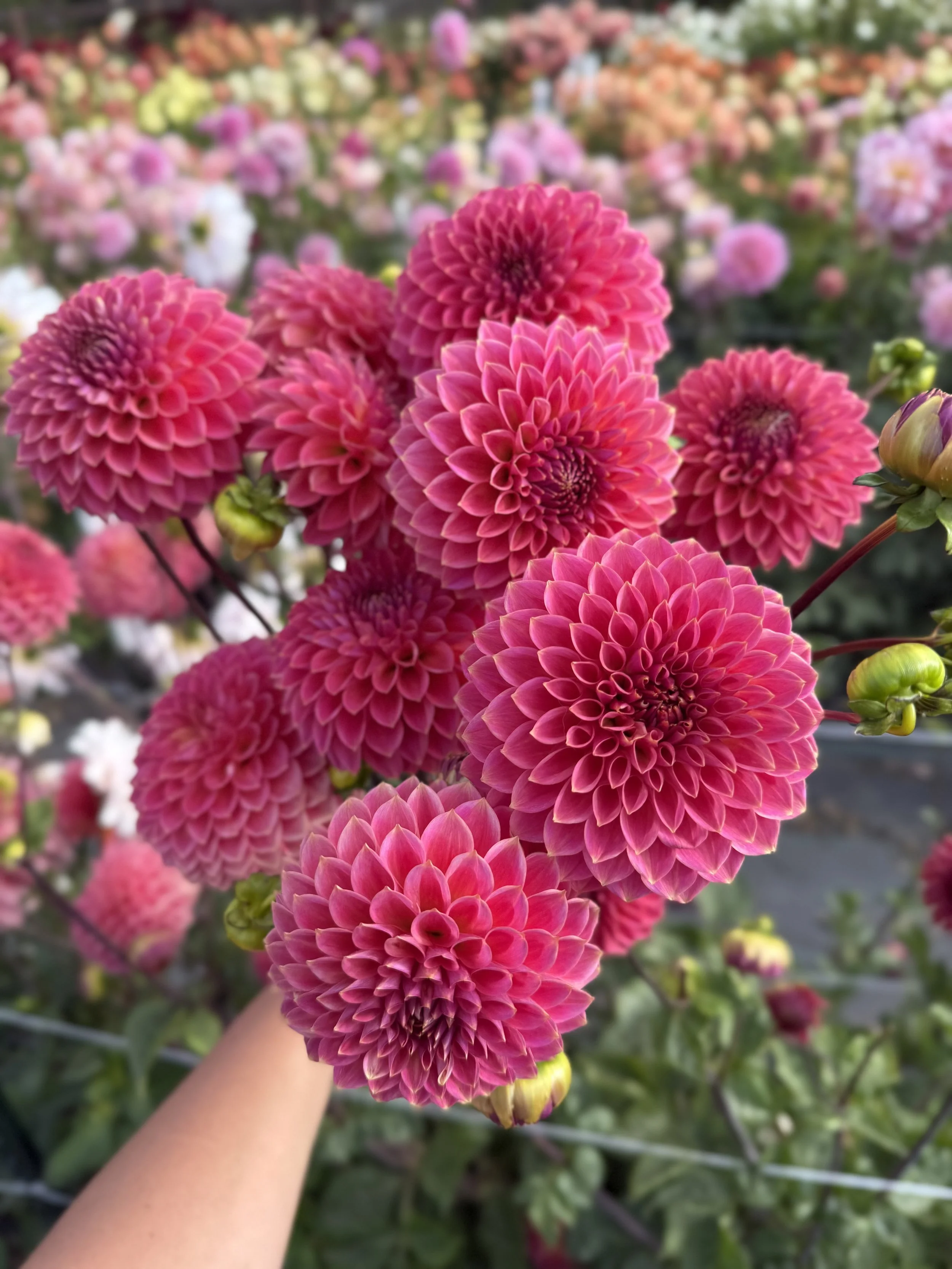 Polventon Kristobel.jpeg