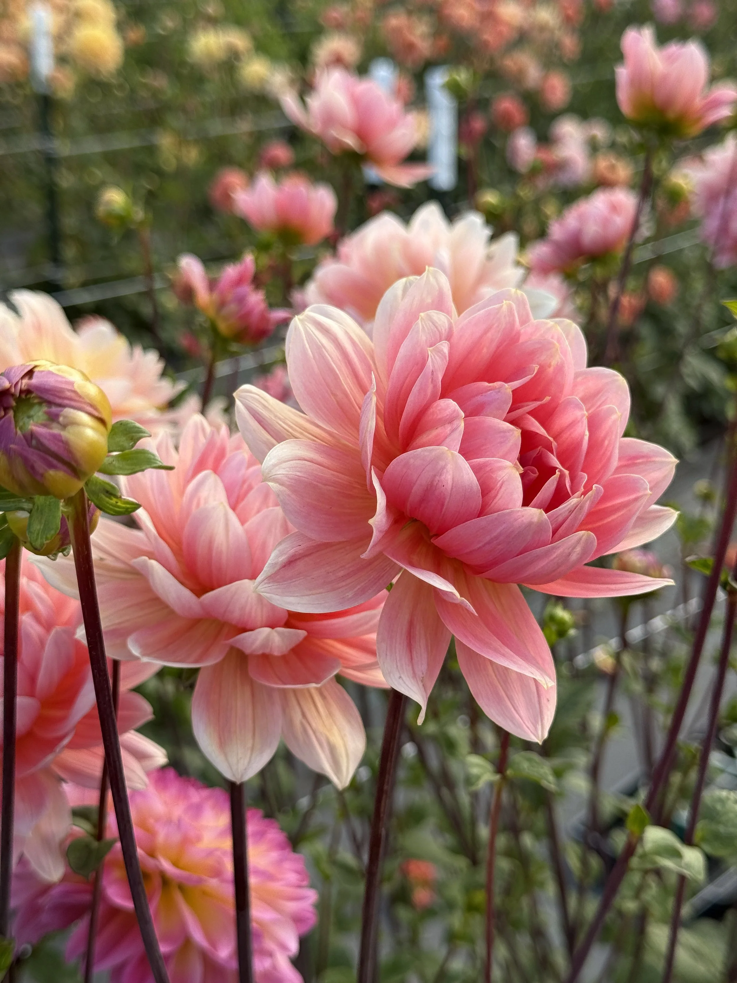 Apricot Desire 4.jpeg