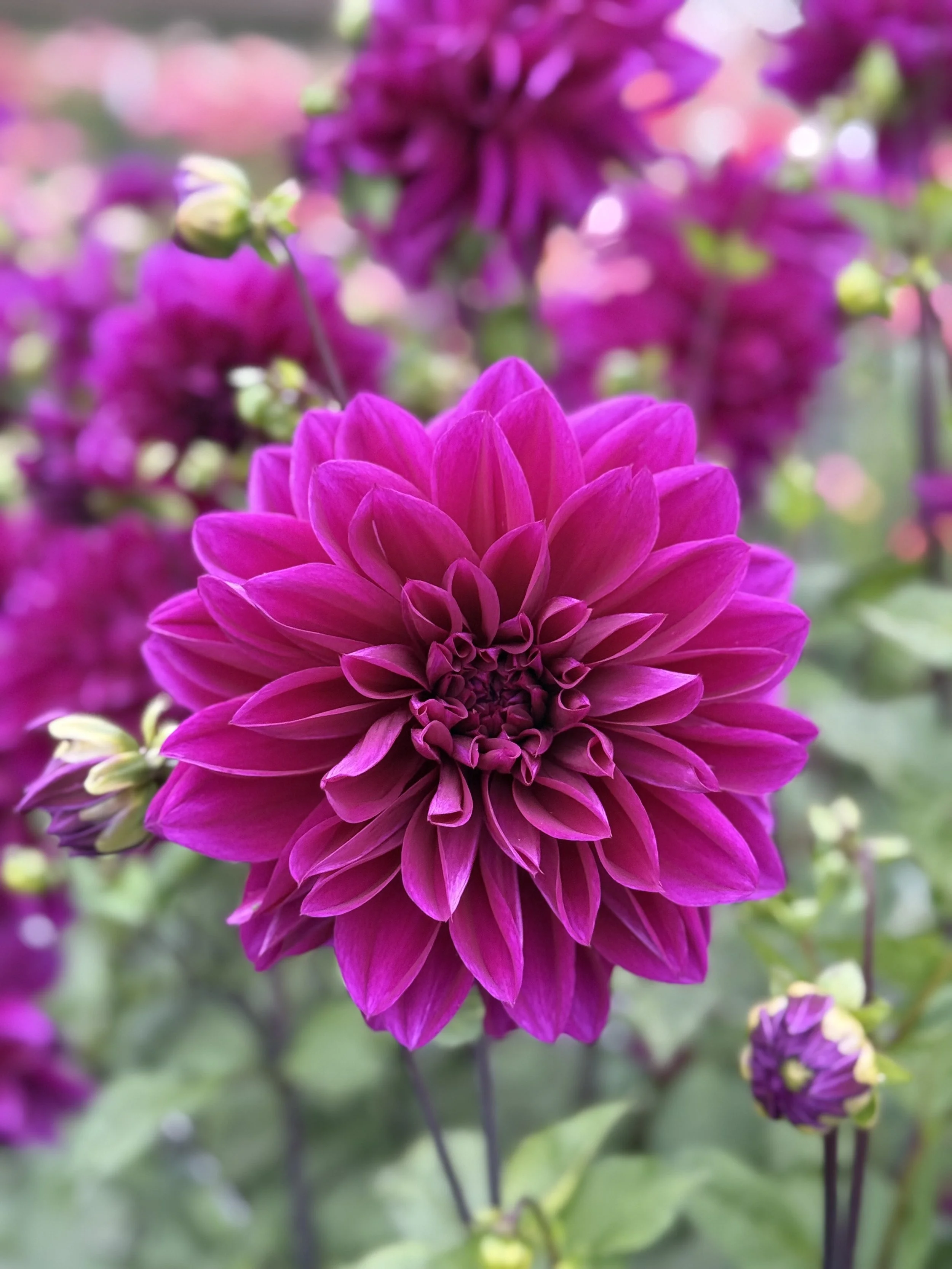 Thomas Edison 2.jpeg