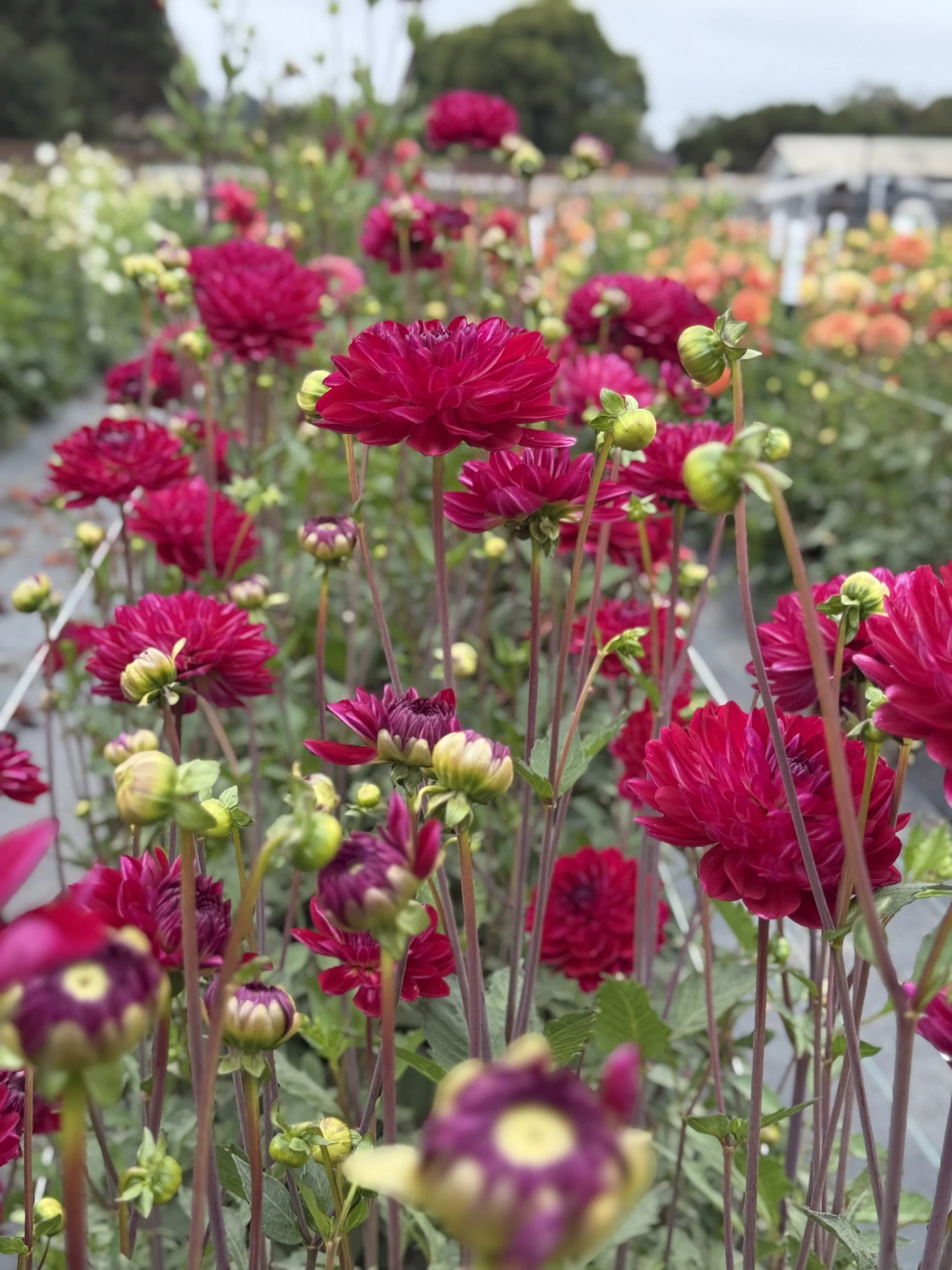 Sandia Bertha 4.jpeg
