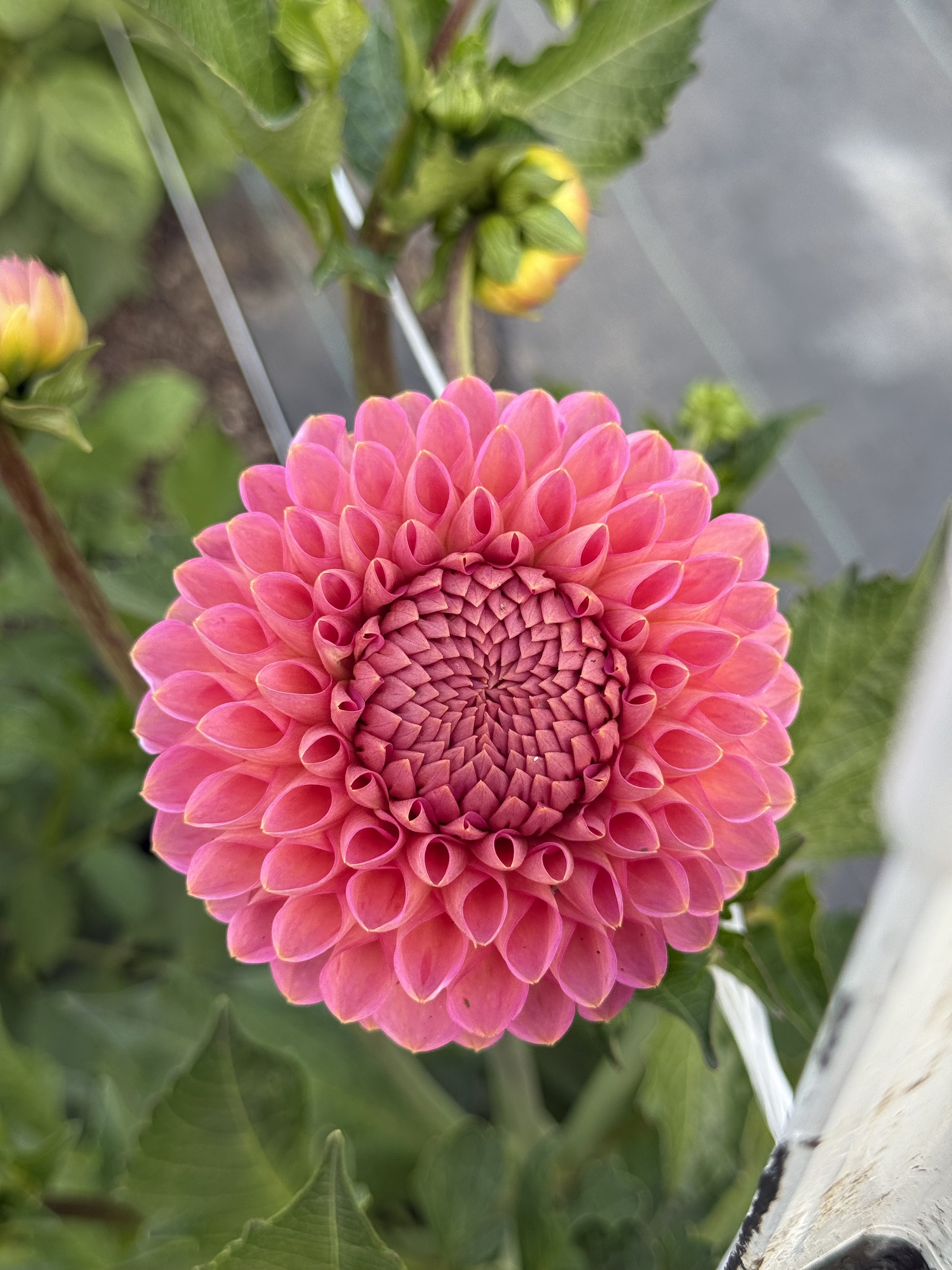 Westerton Pearl.jpeg