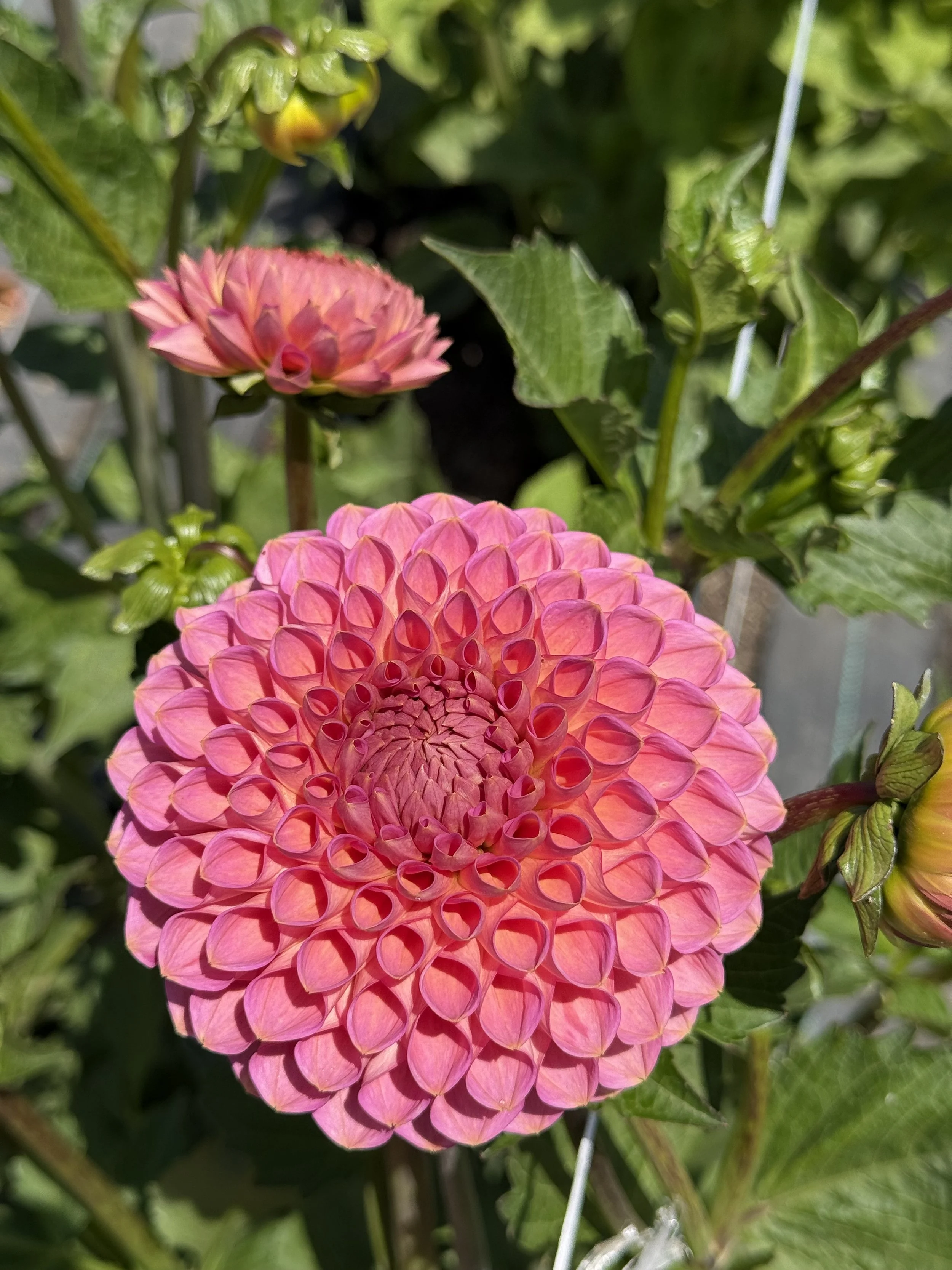 Westerton Pearl 3.jpeg