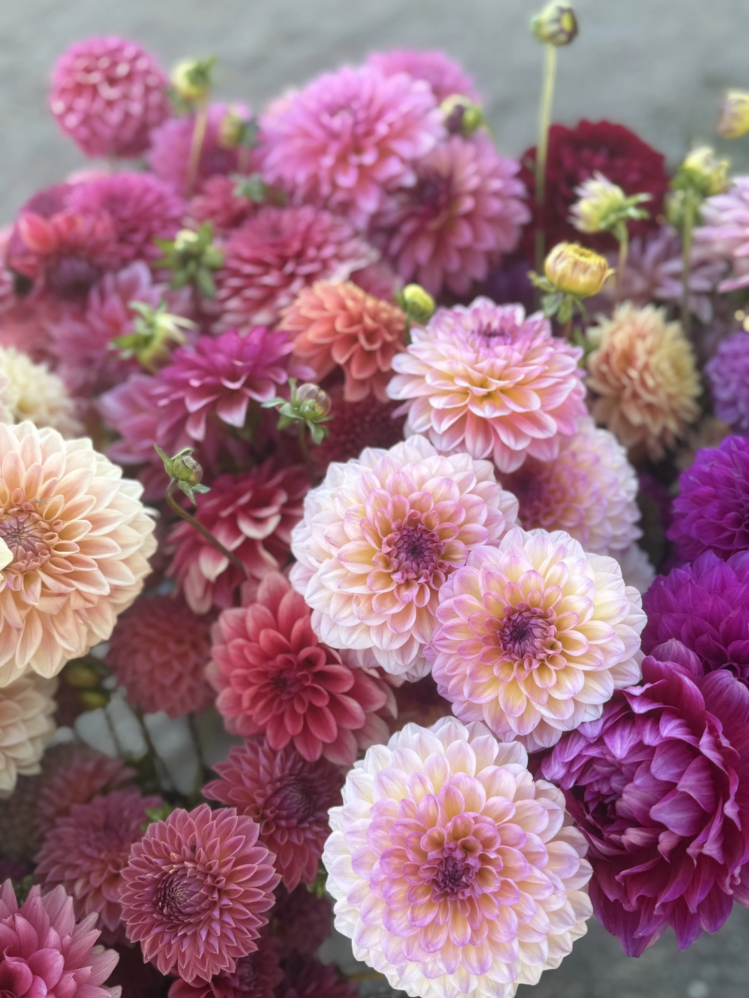 Hapet Primrose3.jpeg