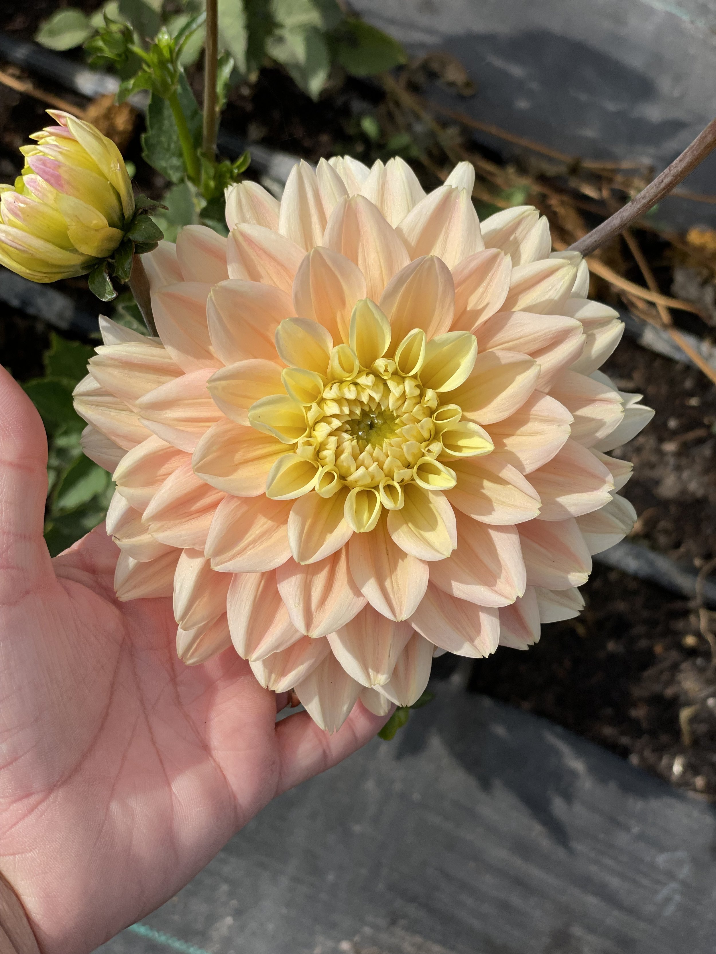 Verkist Tranquiity.jpeg