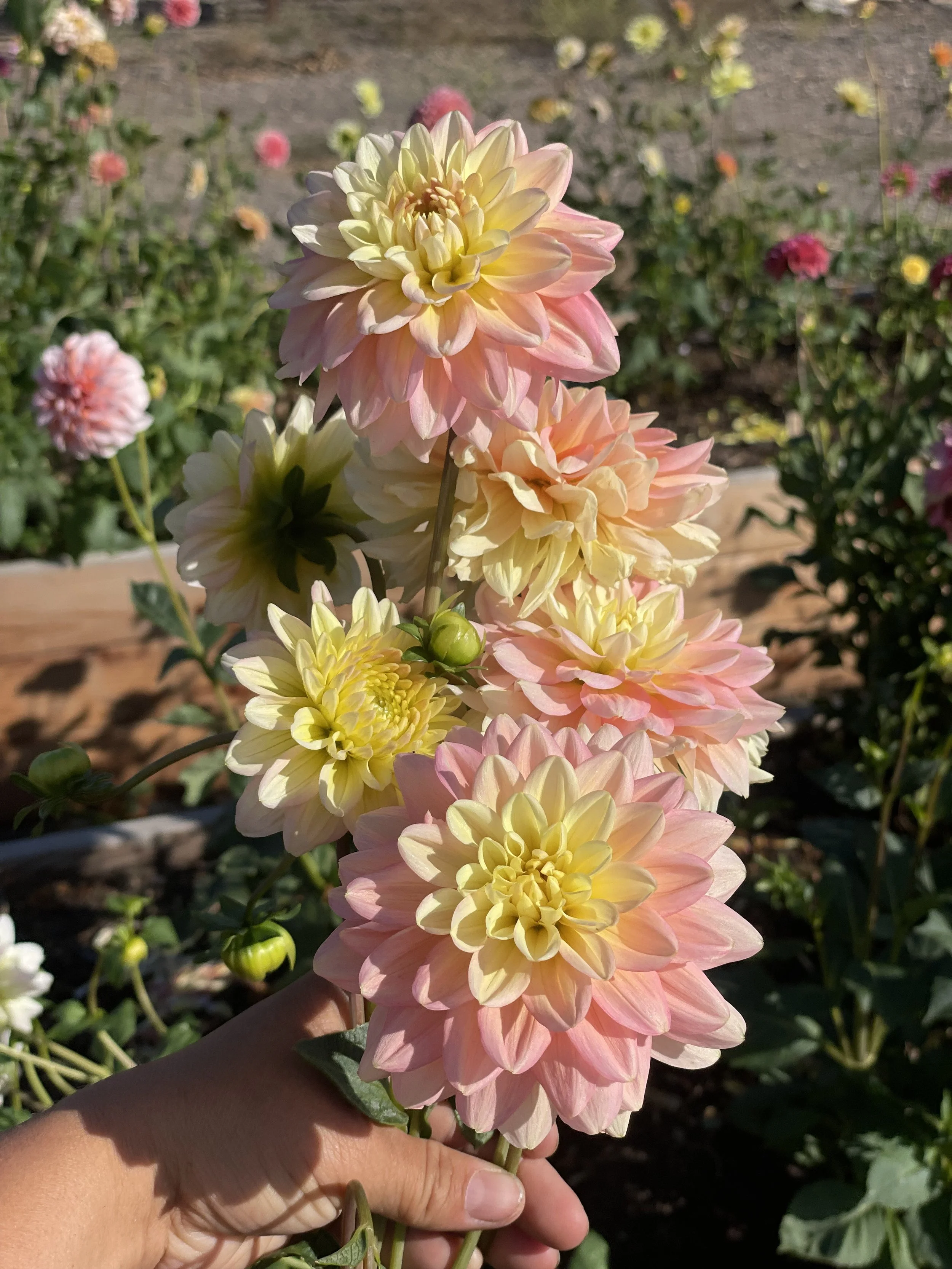 Verkist Tranquility2.jpeg