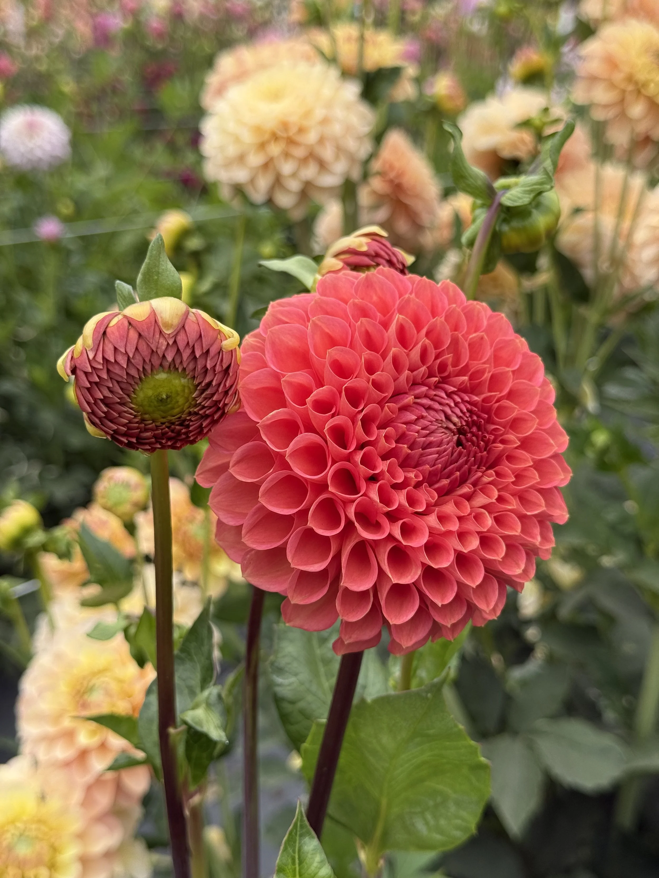 Crazy 4 Wiley Quinn.jpeg