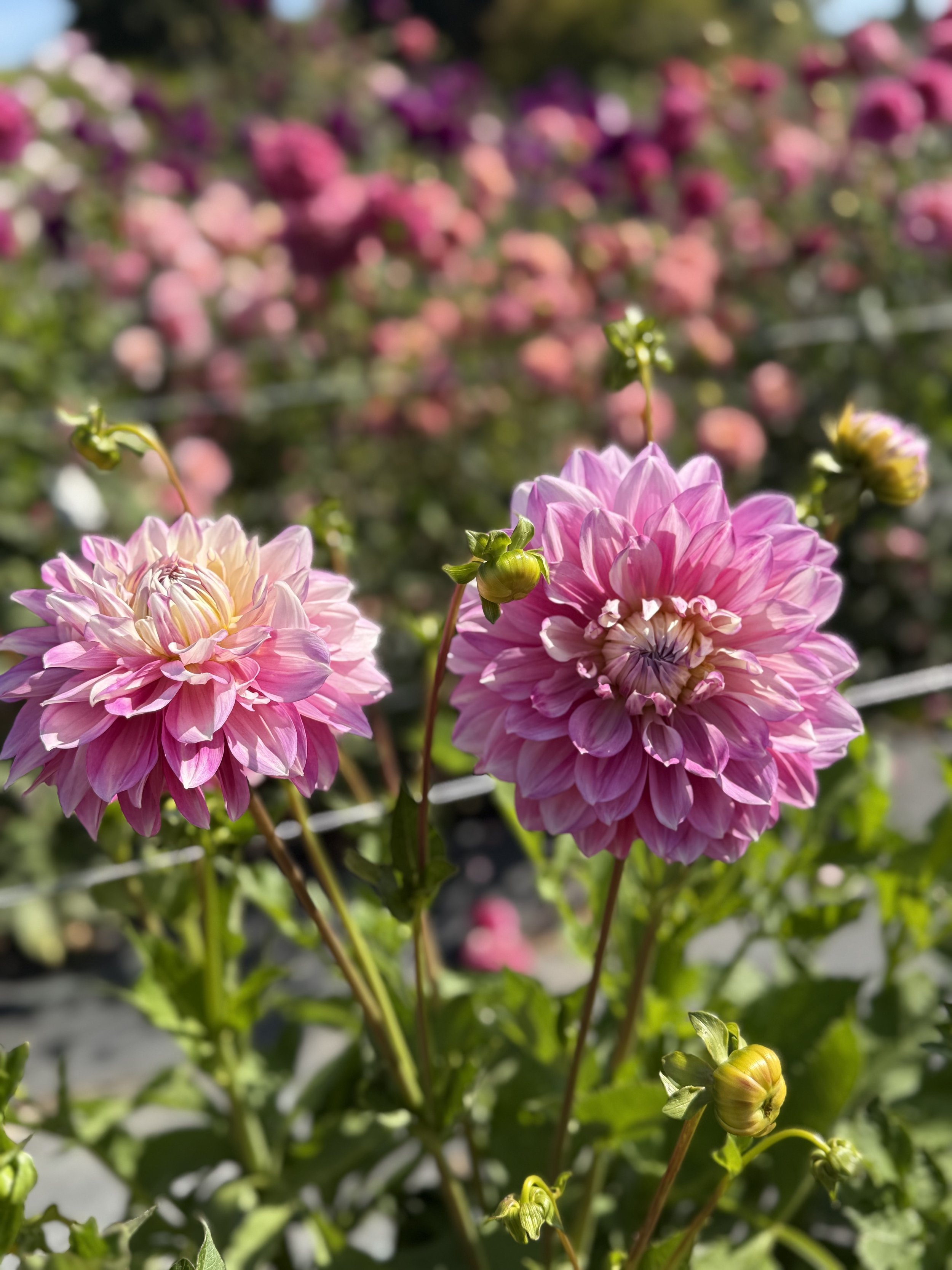 Hapet Paper Moon.jpeg