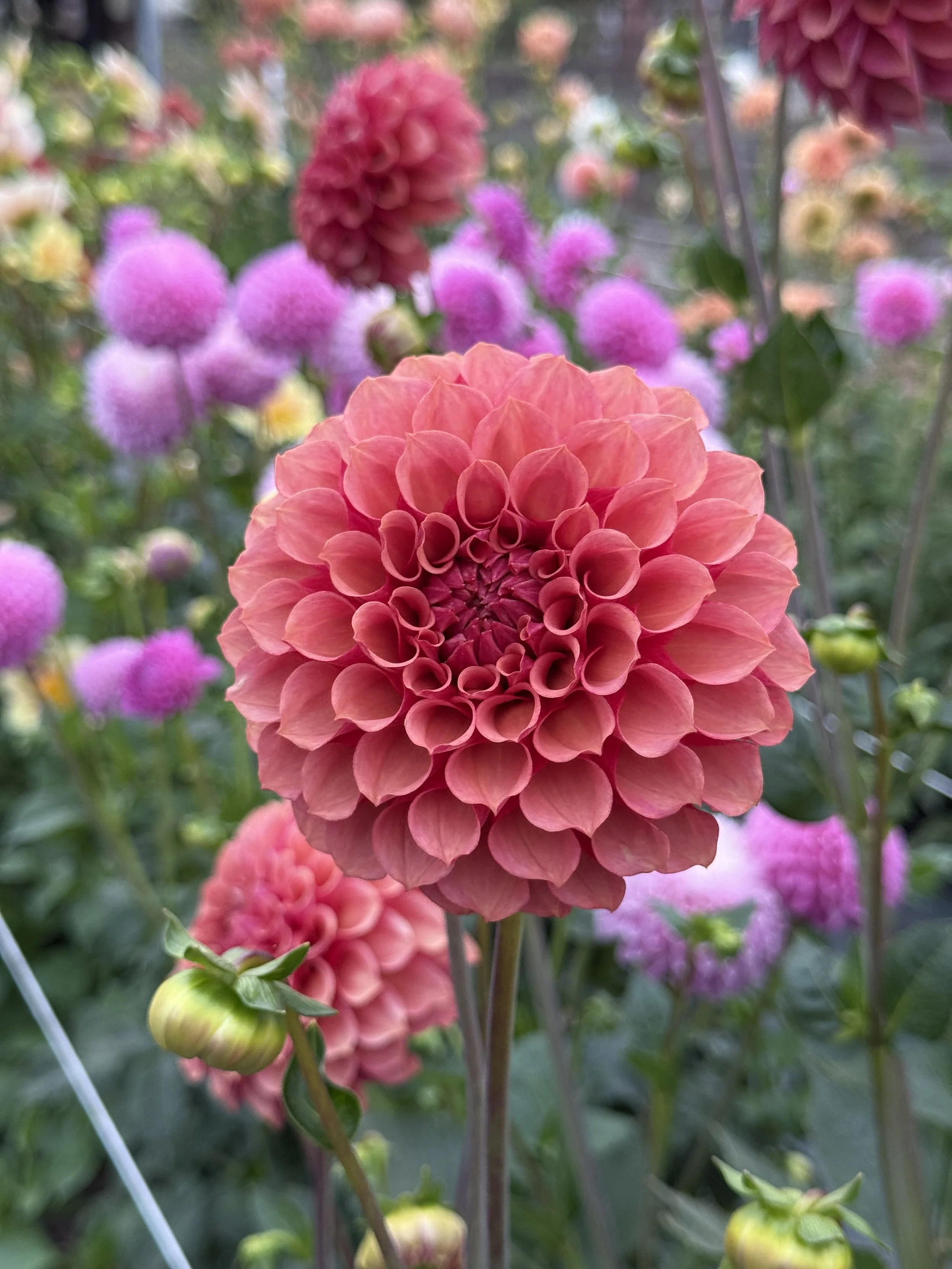 BF Desert Rose 2.jpeg