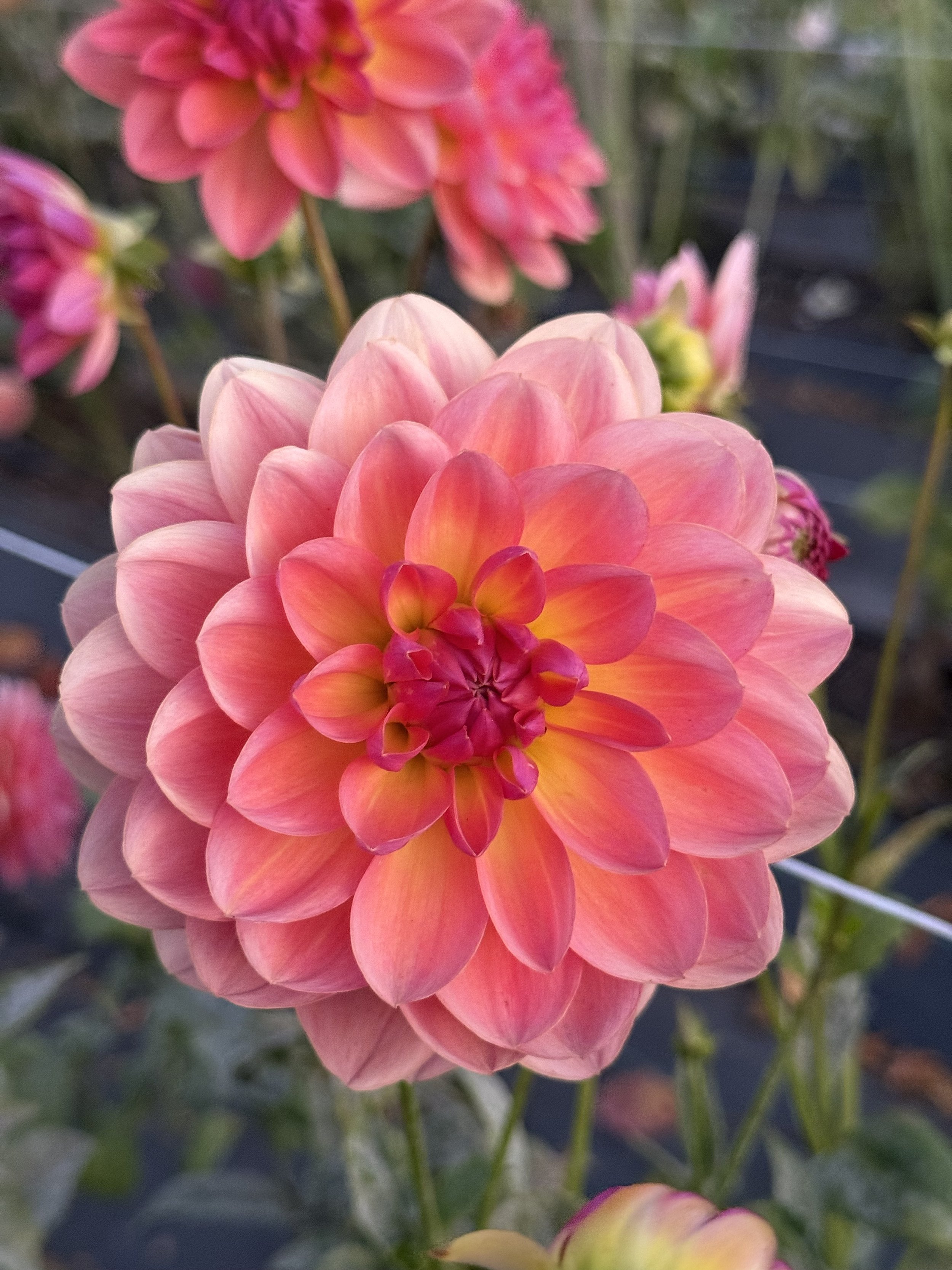 Wildwood Marie 3.jpeg