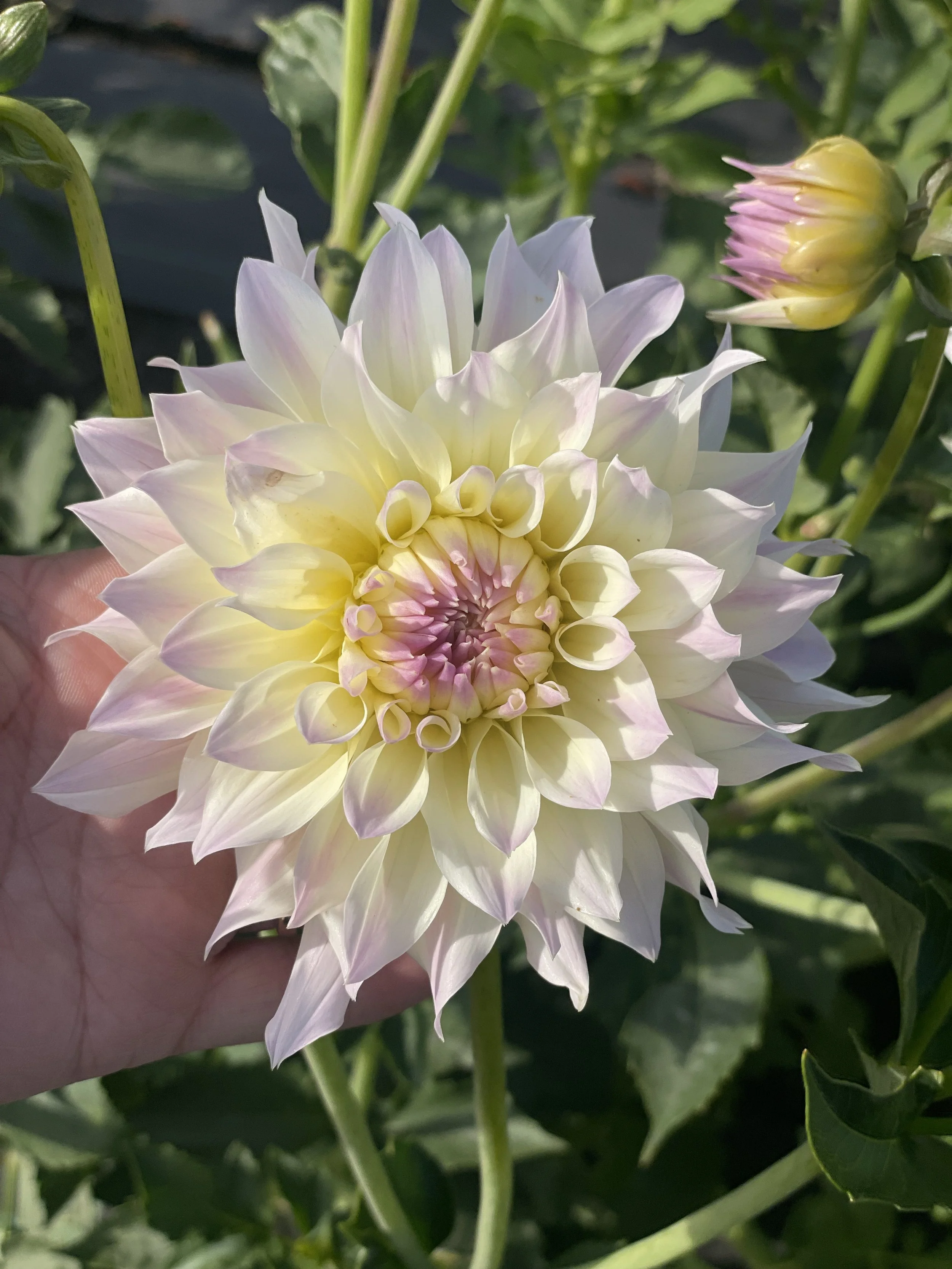 Tahoma Eary Dawn.jpeg