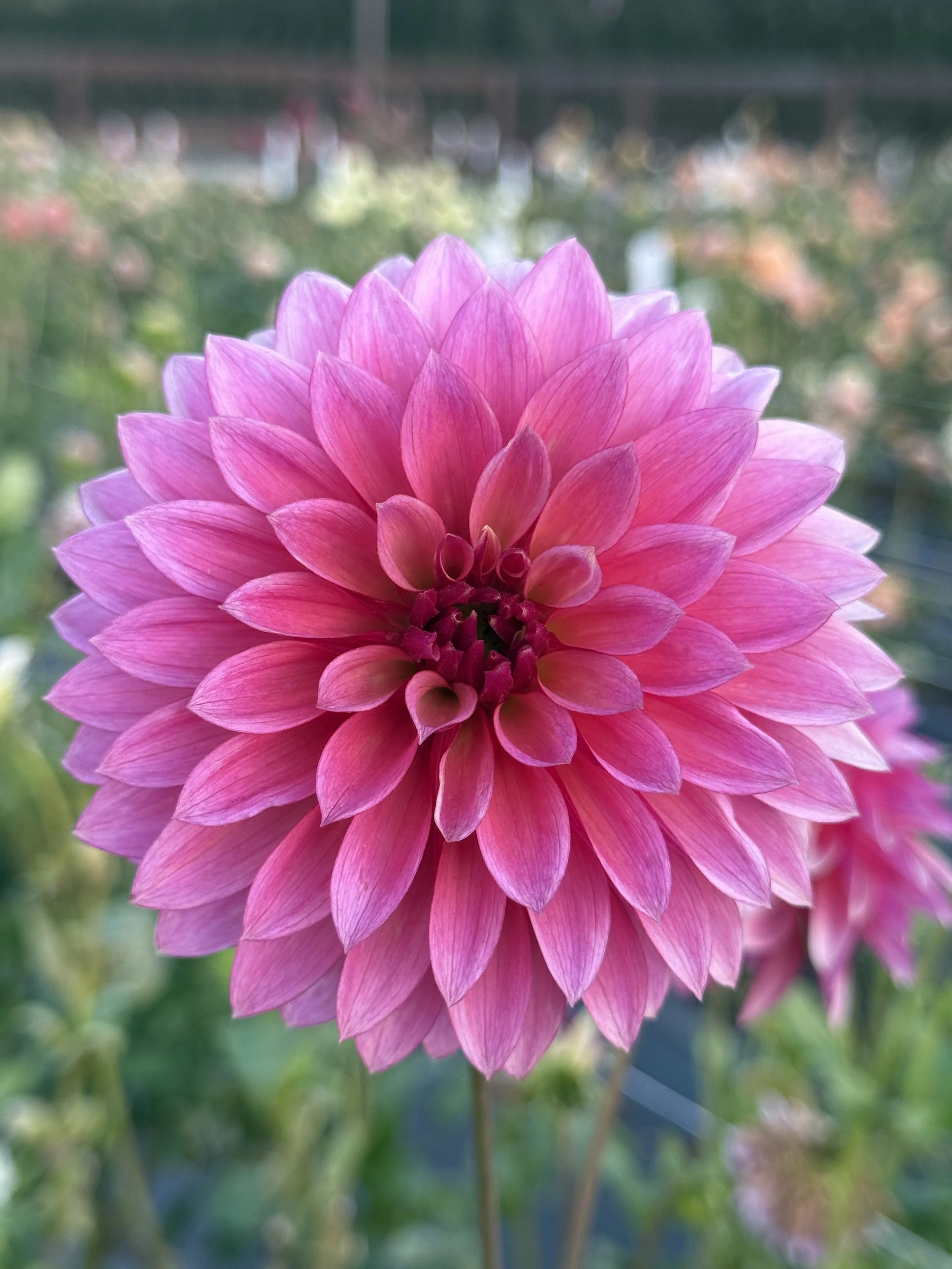 Stillwater Becky 2.jpeg