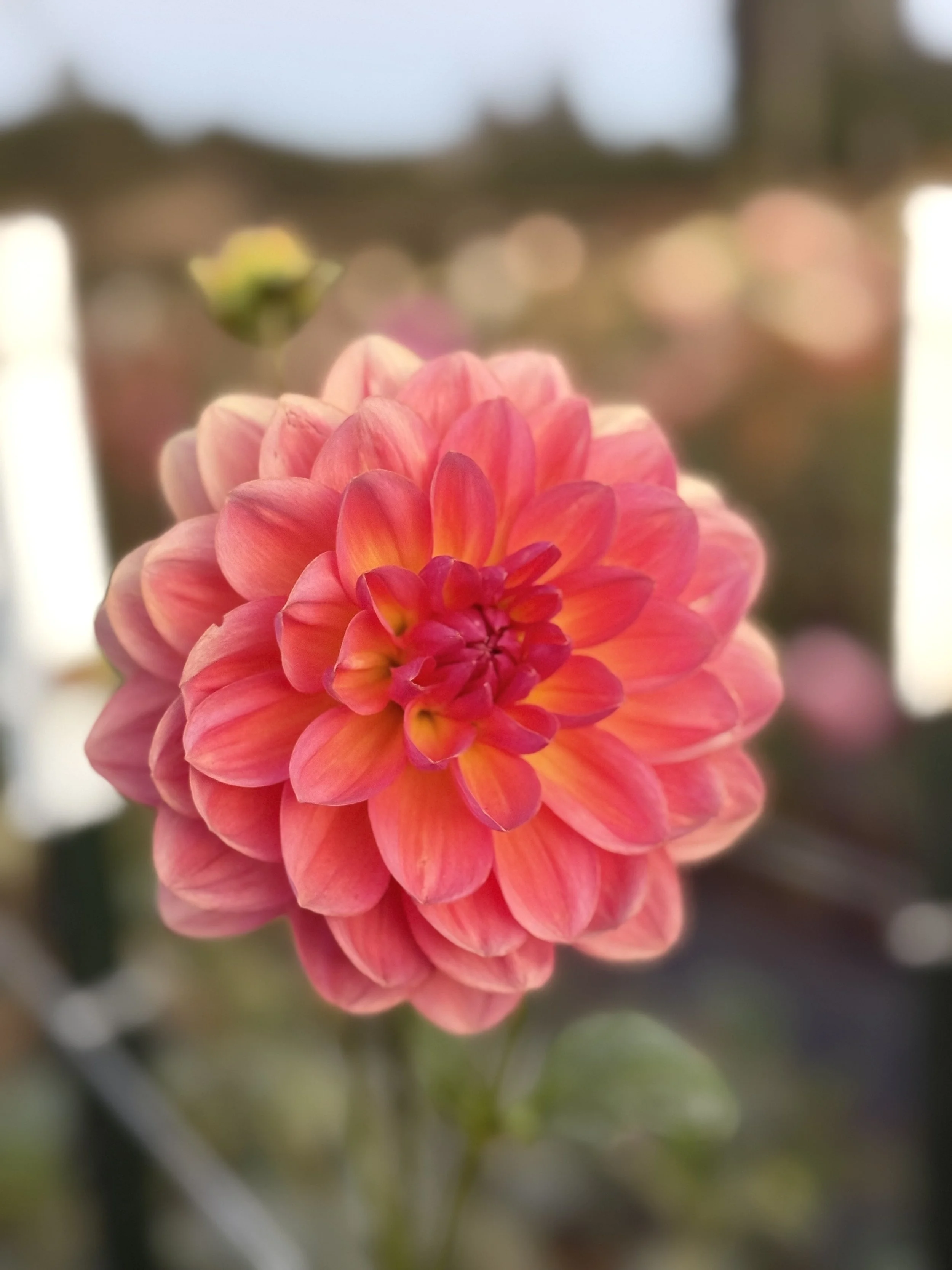 Wildwood Marie 2.jpeg