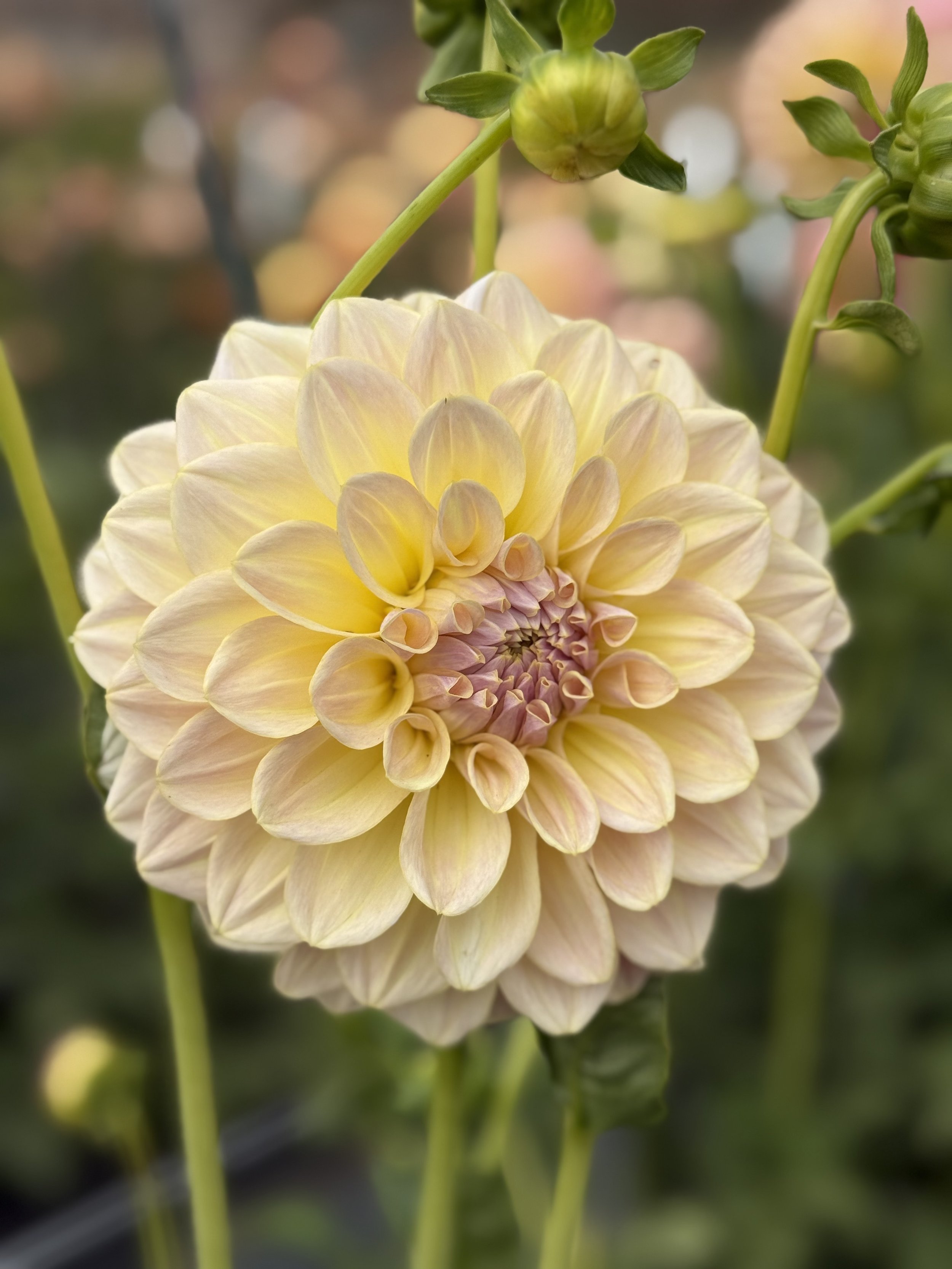 Alloway Cottage 2.jpeg