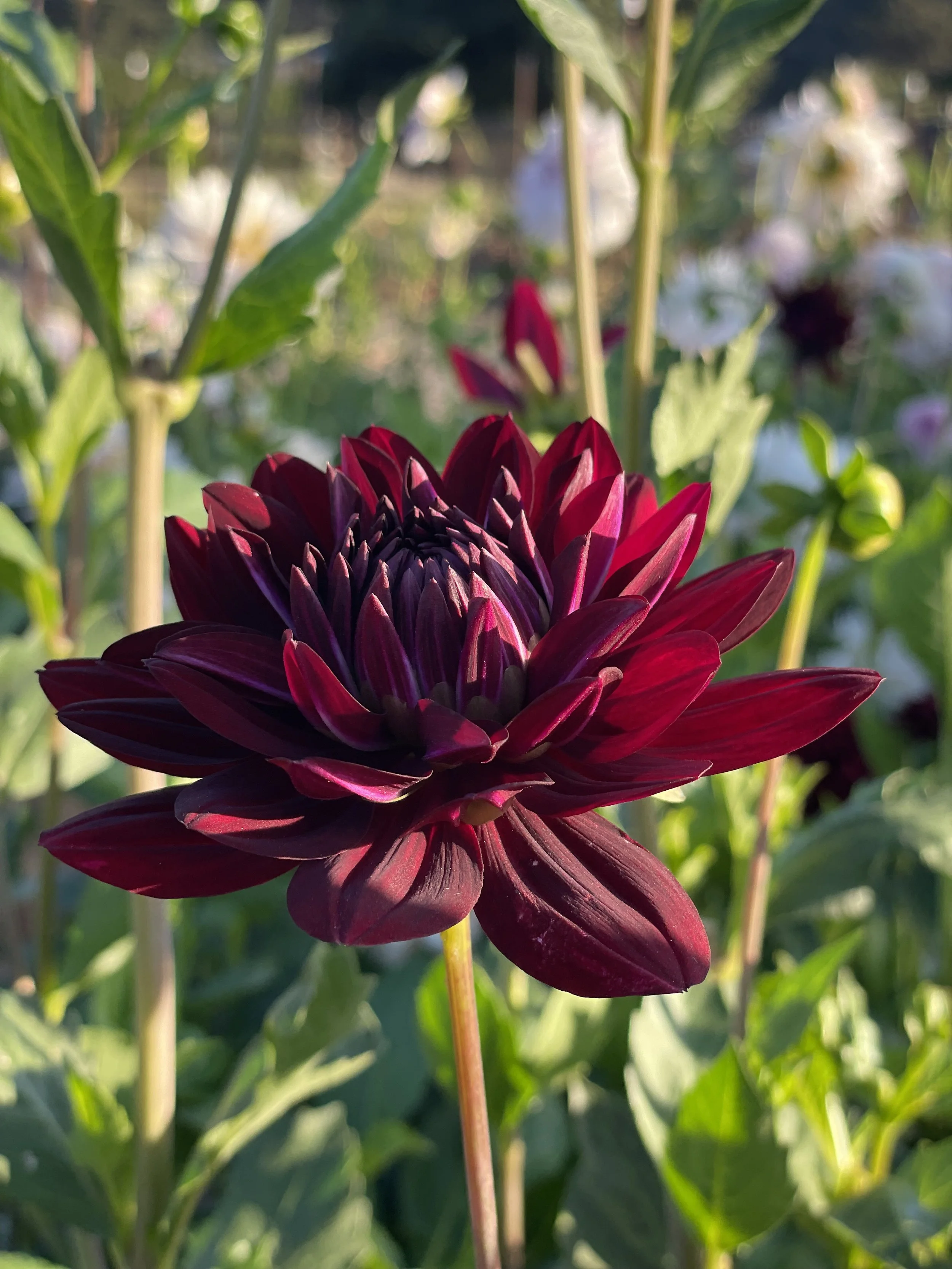 Hollyhill Black Widow